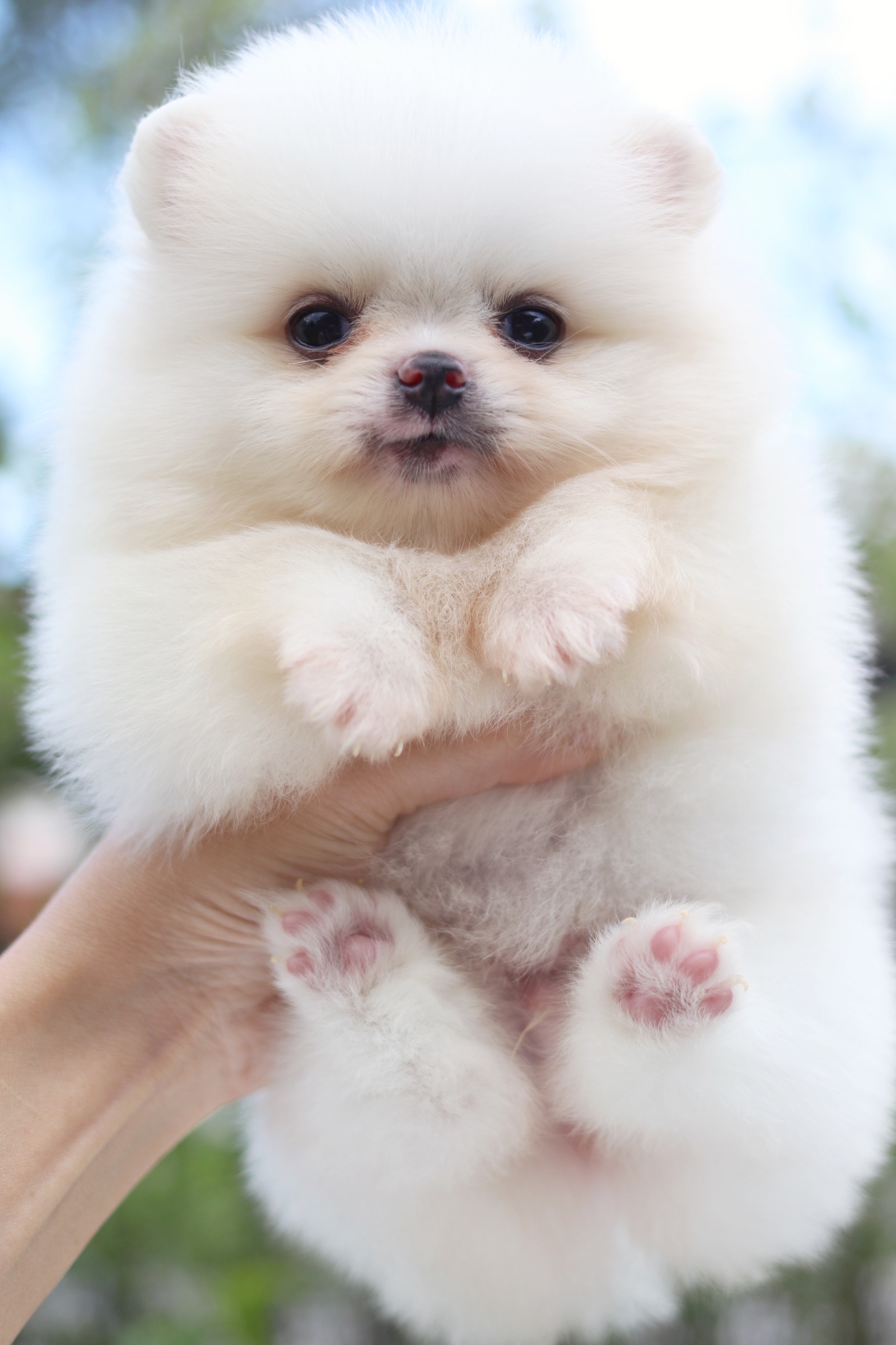 ปอมเมอเรเนียน เพศผู้ ขาวครีม ไซส์เล็ก เตี้ยสั้น