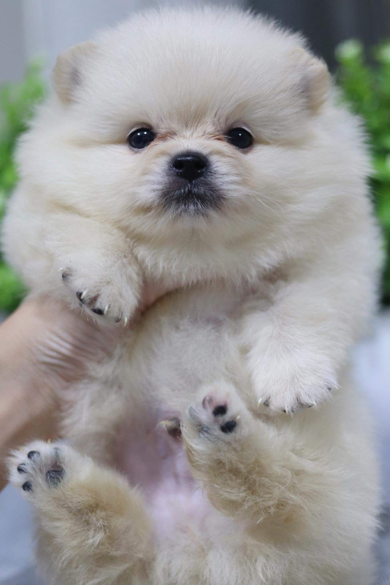 ปอมเมอเรเนียน เพศผู้