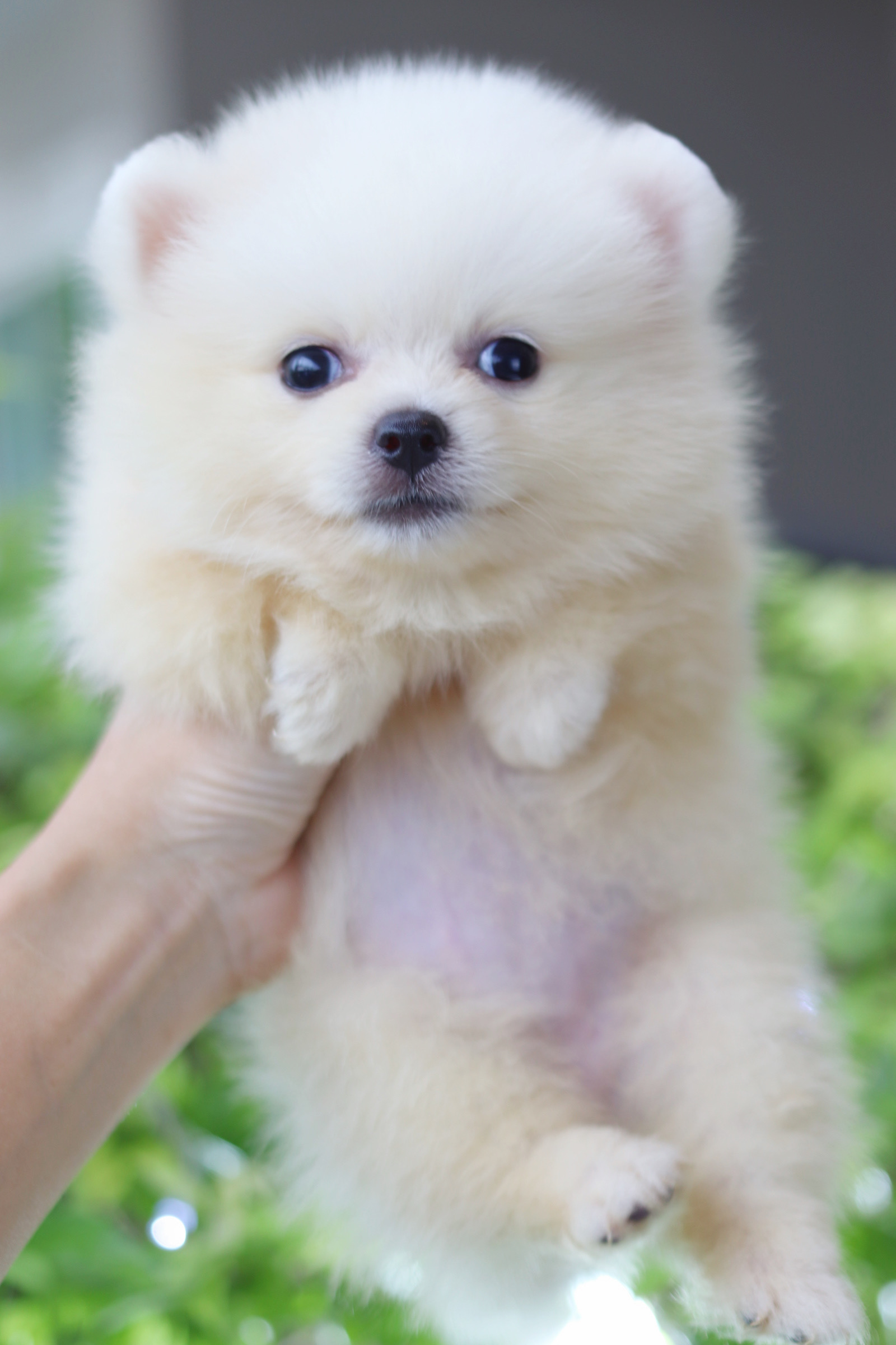 ปอมเมอเรเนียน เพศเมียสีขาวครีม