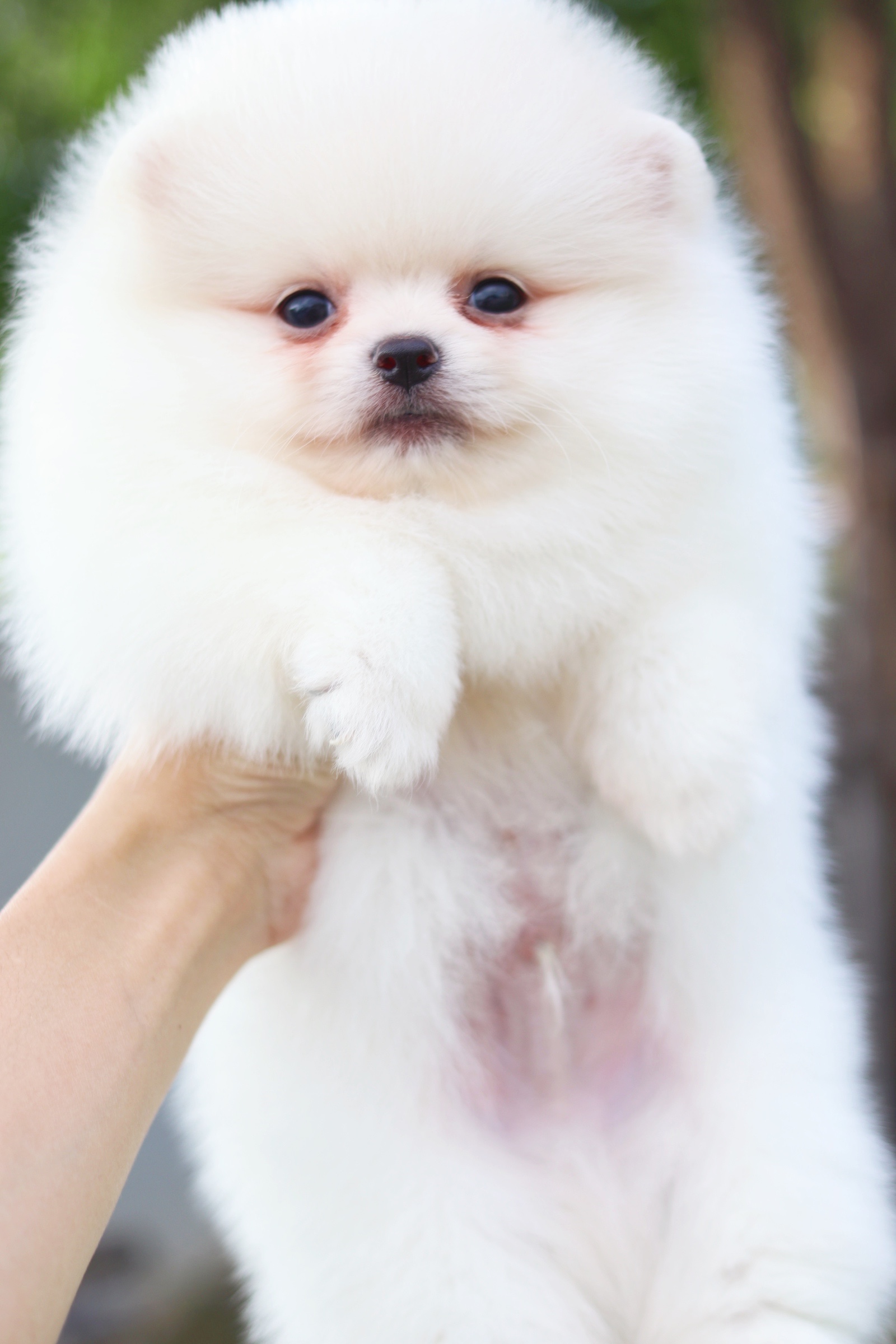 ปอมเมอเรเนียน เพศผู้ สีขาวครีม