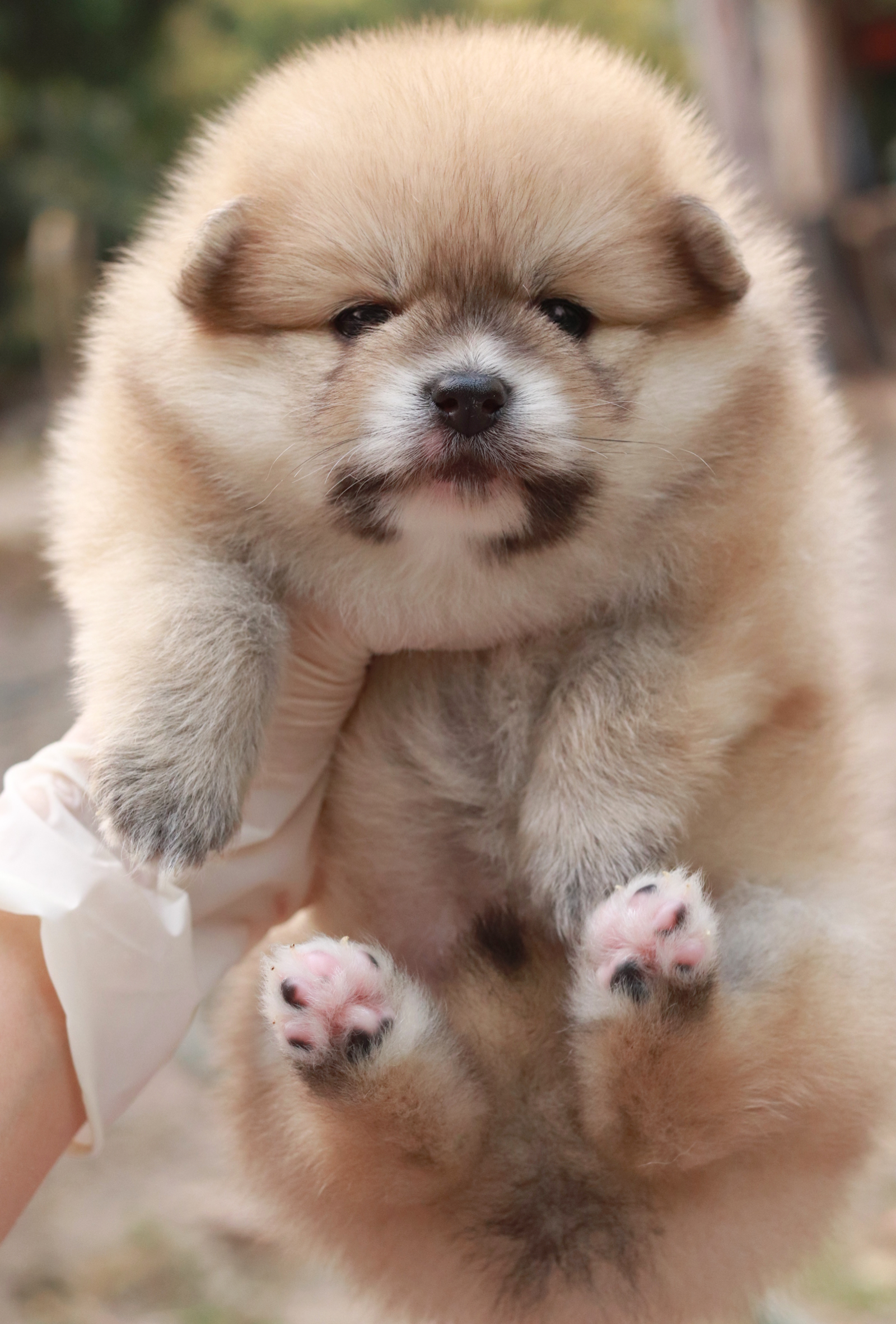 ปอมเมอเรเนียน เพศเมีย