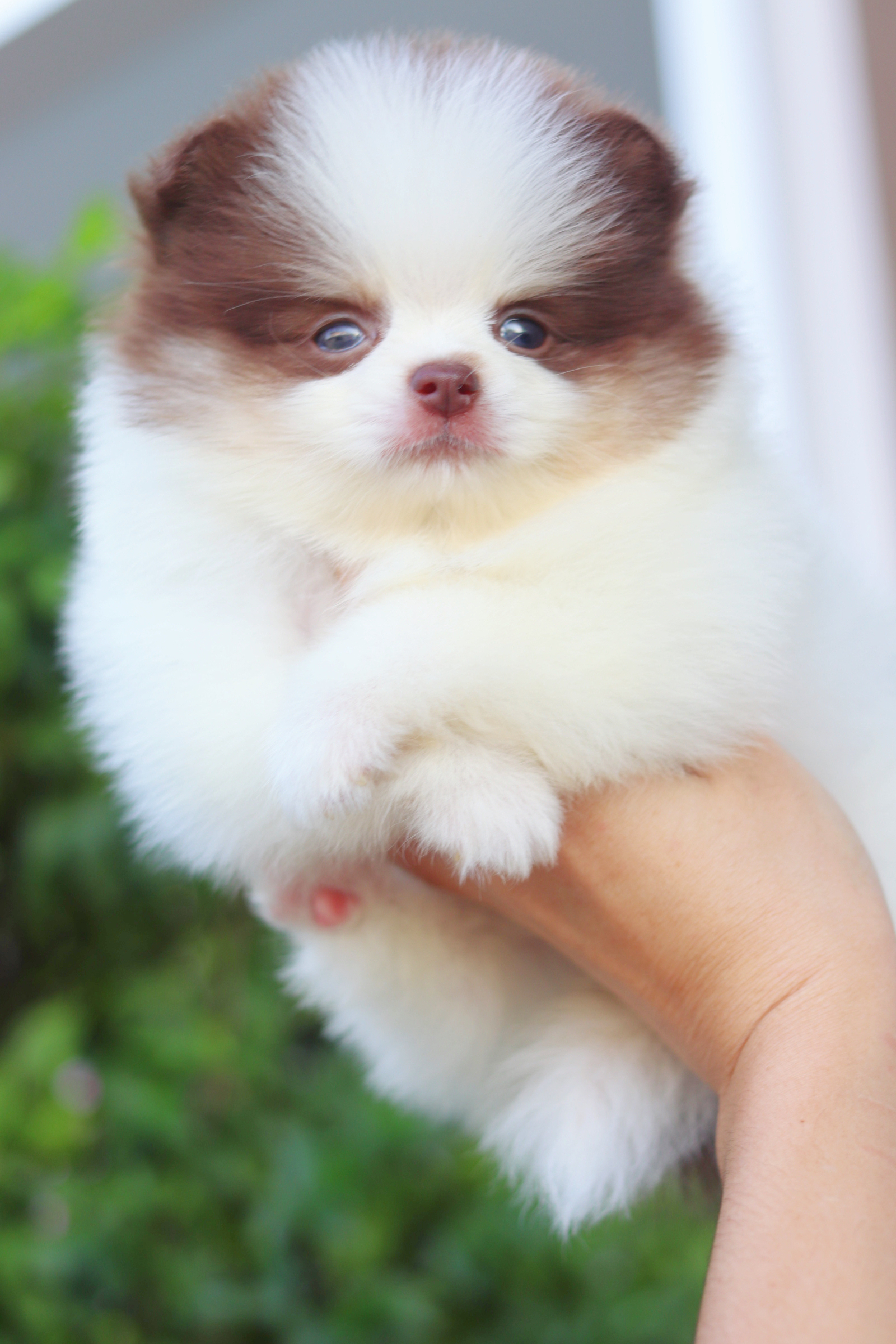 ปอมเมอเรเนียน เพศผู้ สีแฟนซี ช็อค