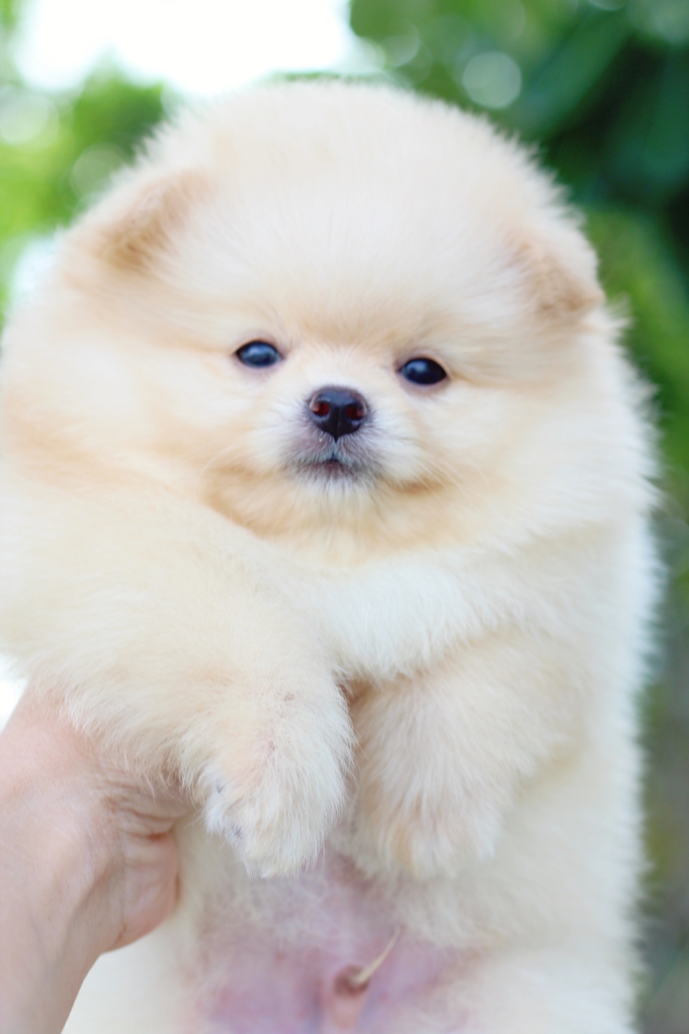 ปอมเมอเรเนียน เพศผู้สีครีมเกรดโชว์