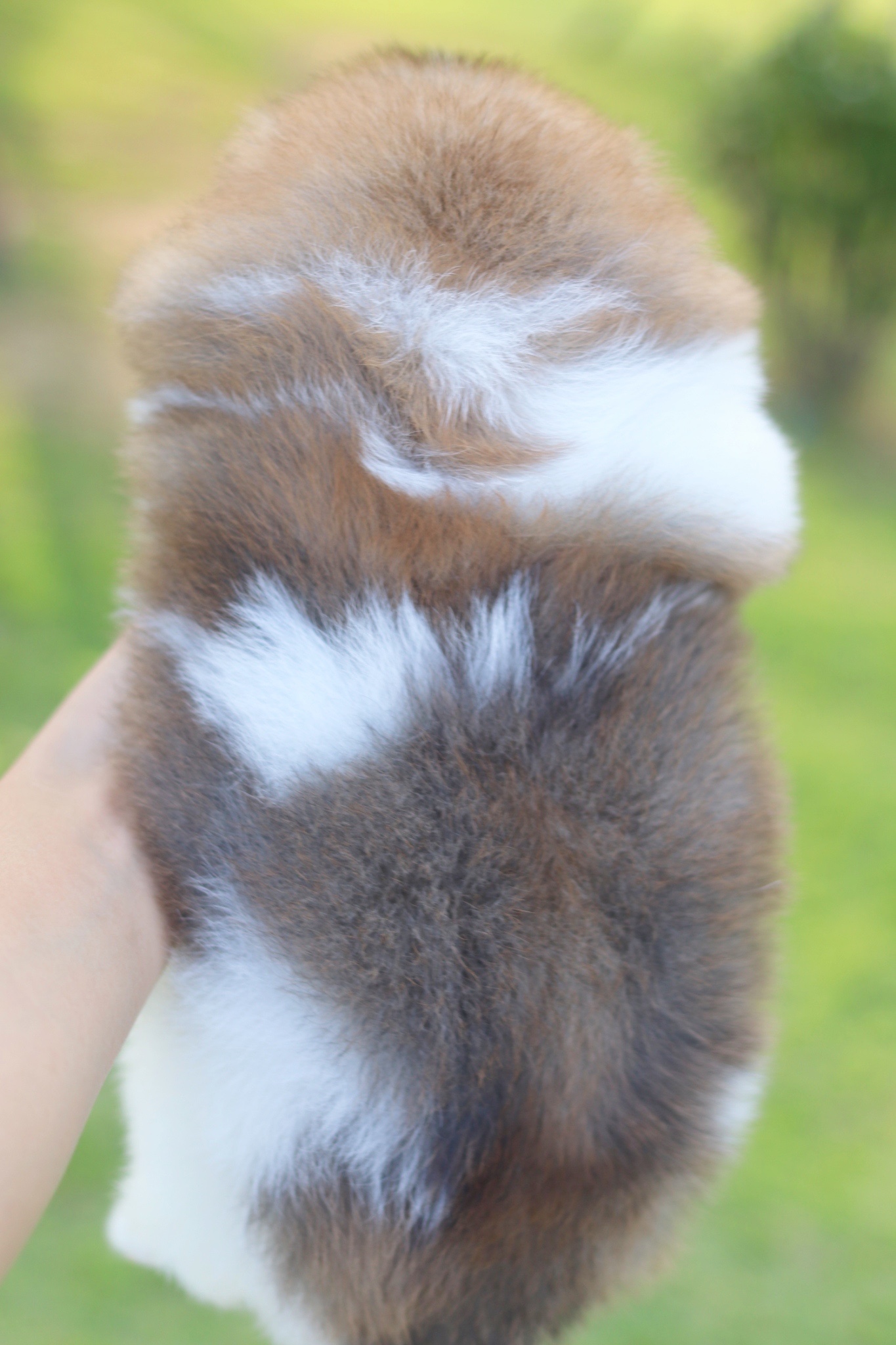 ปอมเมอเรเนียน เพศเมียสีแฟนซี