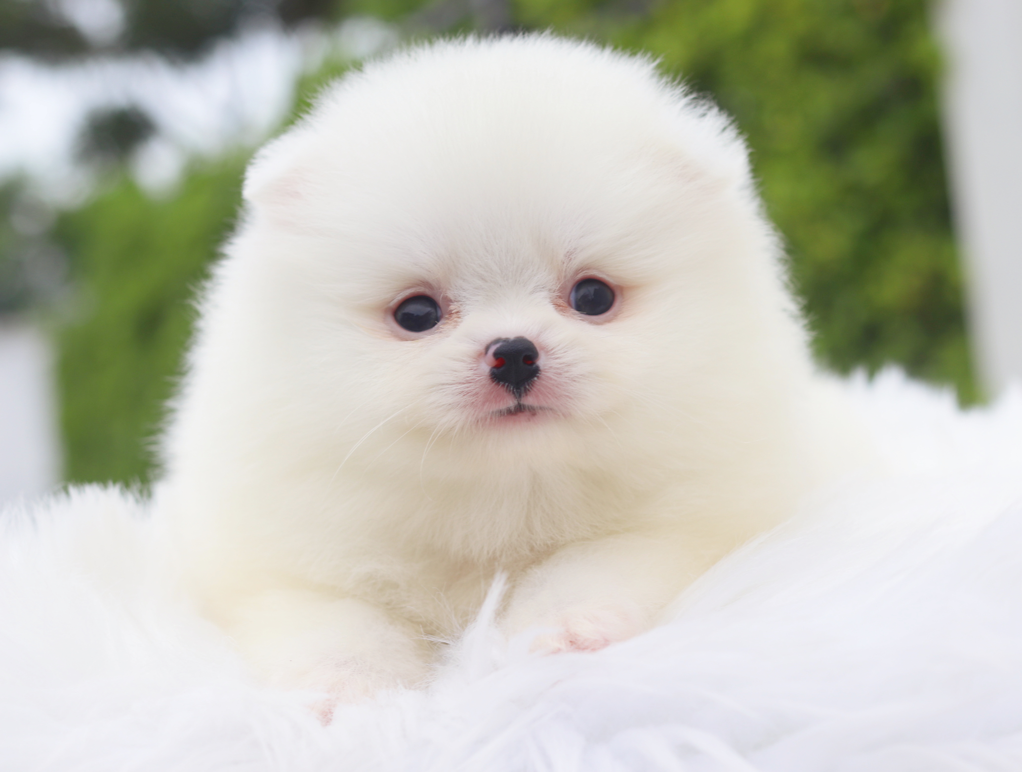 ปอมเมอเรเนียน เพศเมียสีขาว