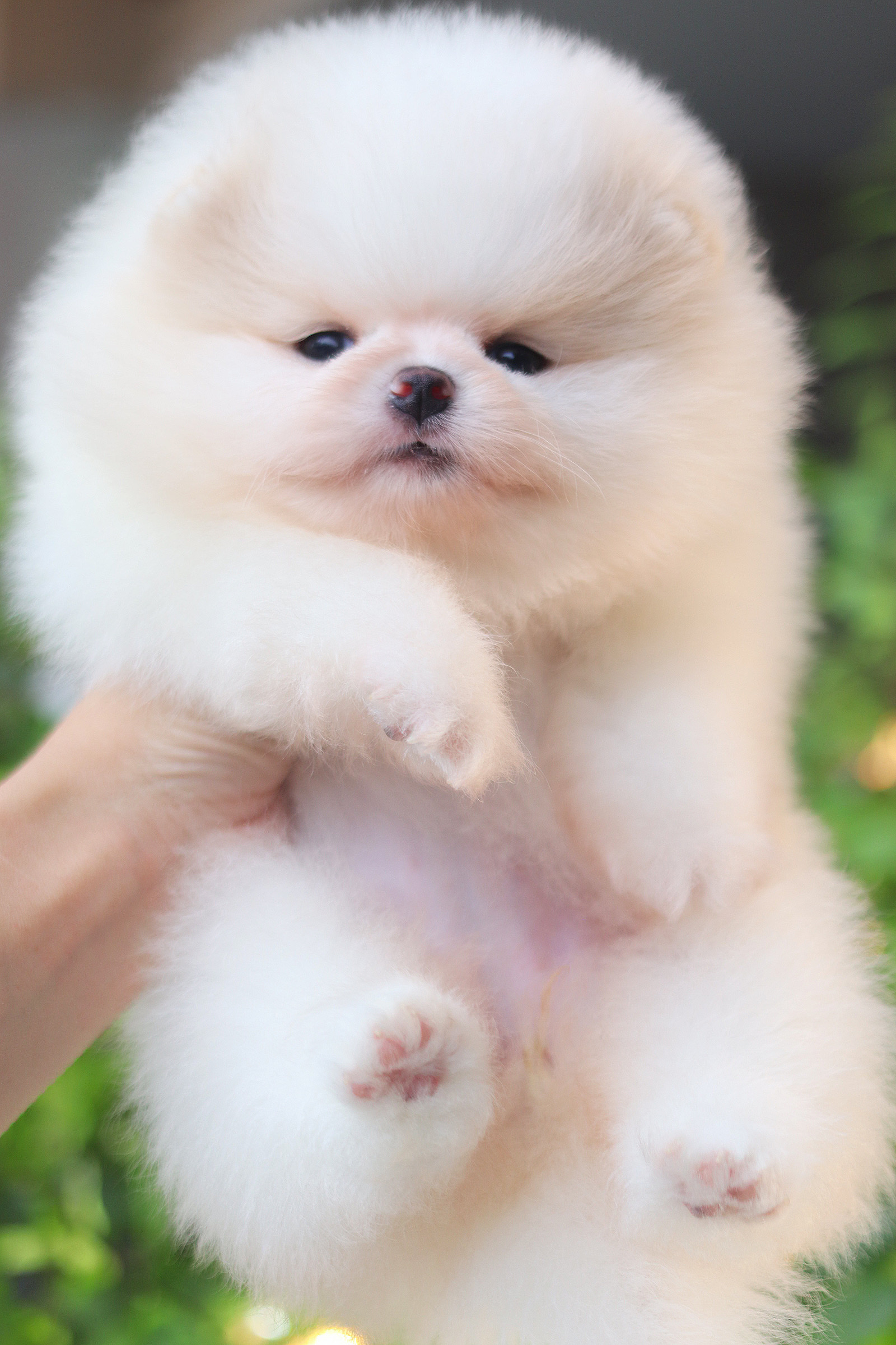 ปอมเมอเรเนียน เพศเมียสีขาวครีม เกรดโชว์