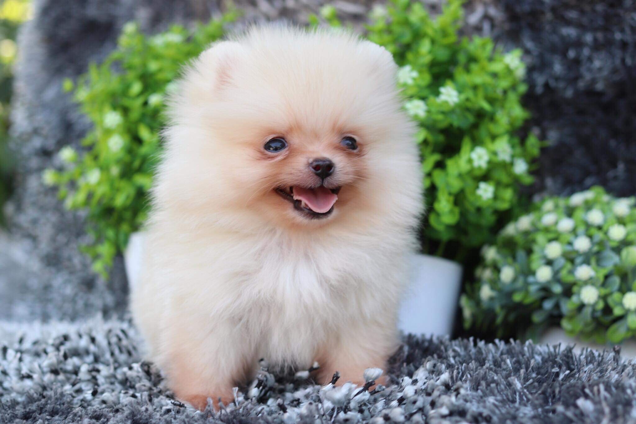 ปอมเมอเรเนียน เพศผู้ทีคัพ