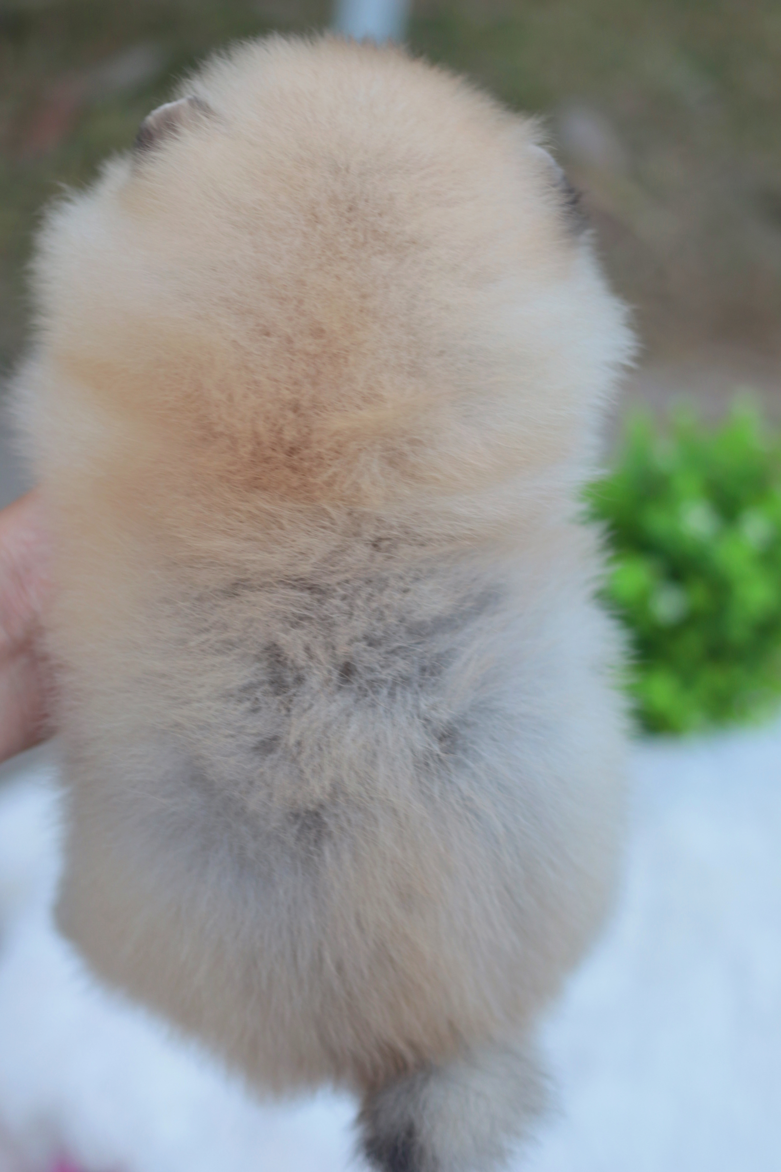 ปอมเมอเรเนียน เพศเมียสีส้ม หน้าตุ๊กตา