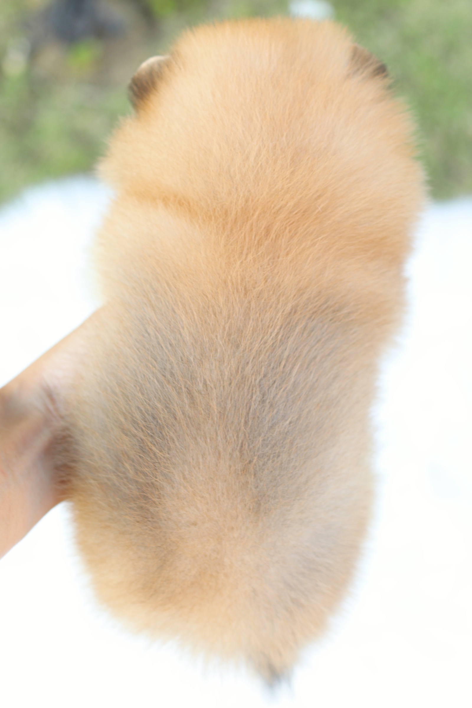 ปอมเมอเรเนียน เพศผู้สีส้ม