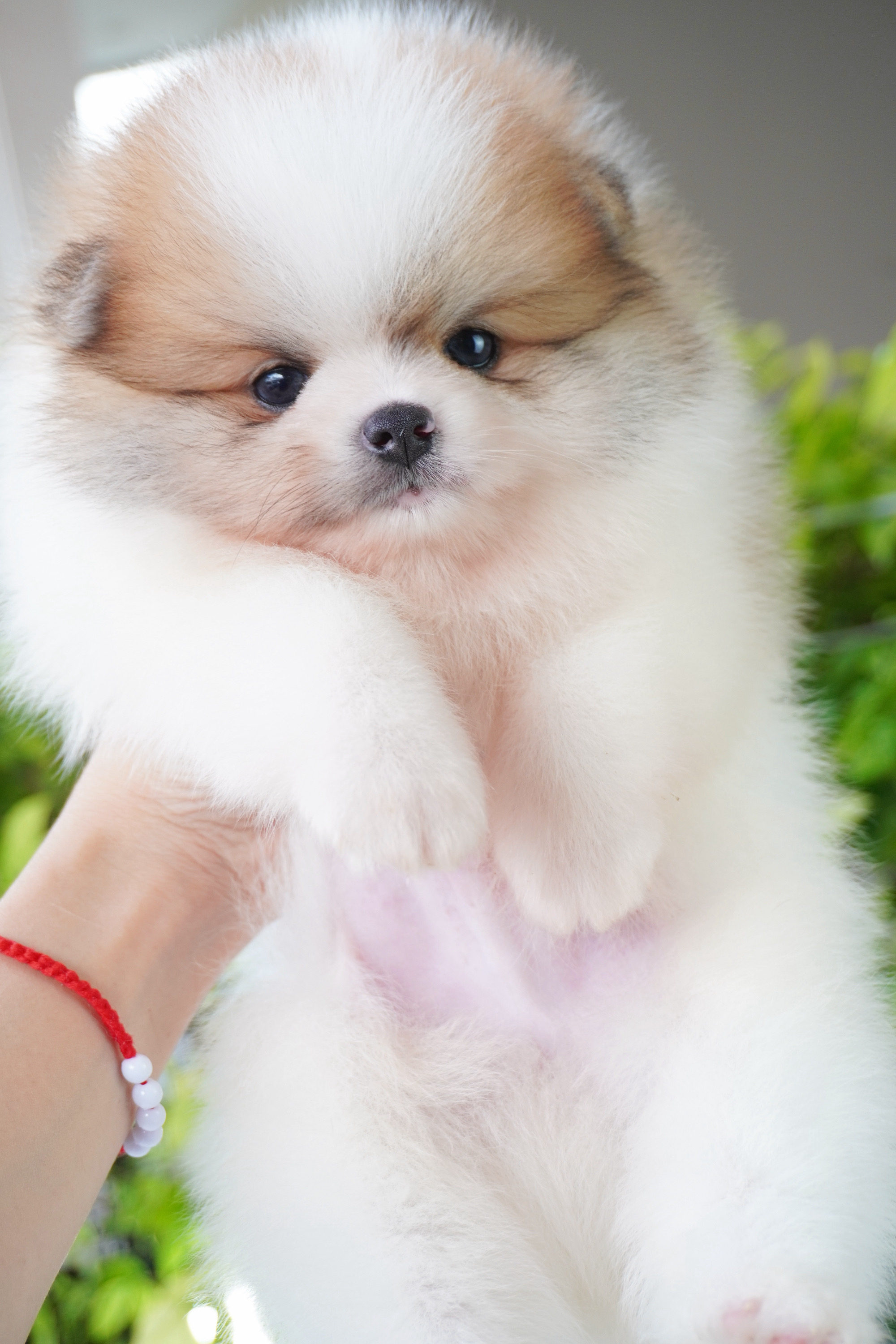 ปอมเมอเรเนียน เพศผู้สีแฟนซี