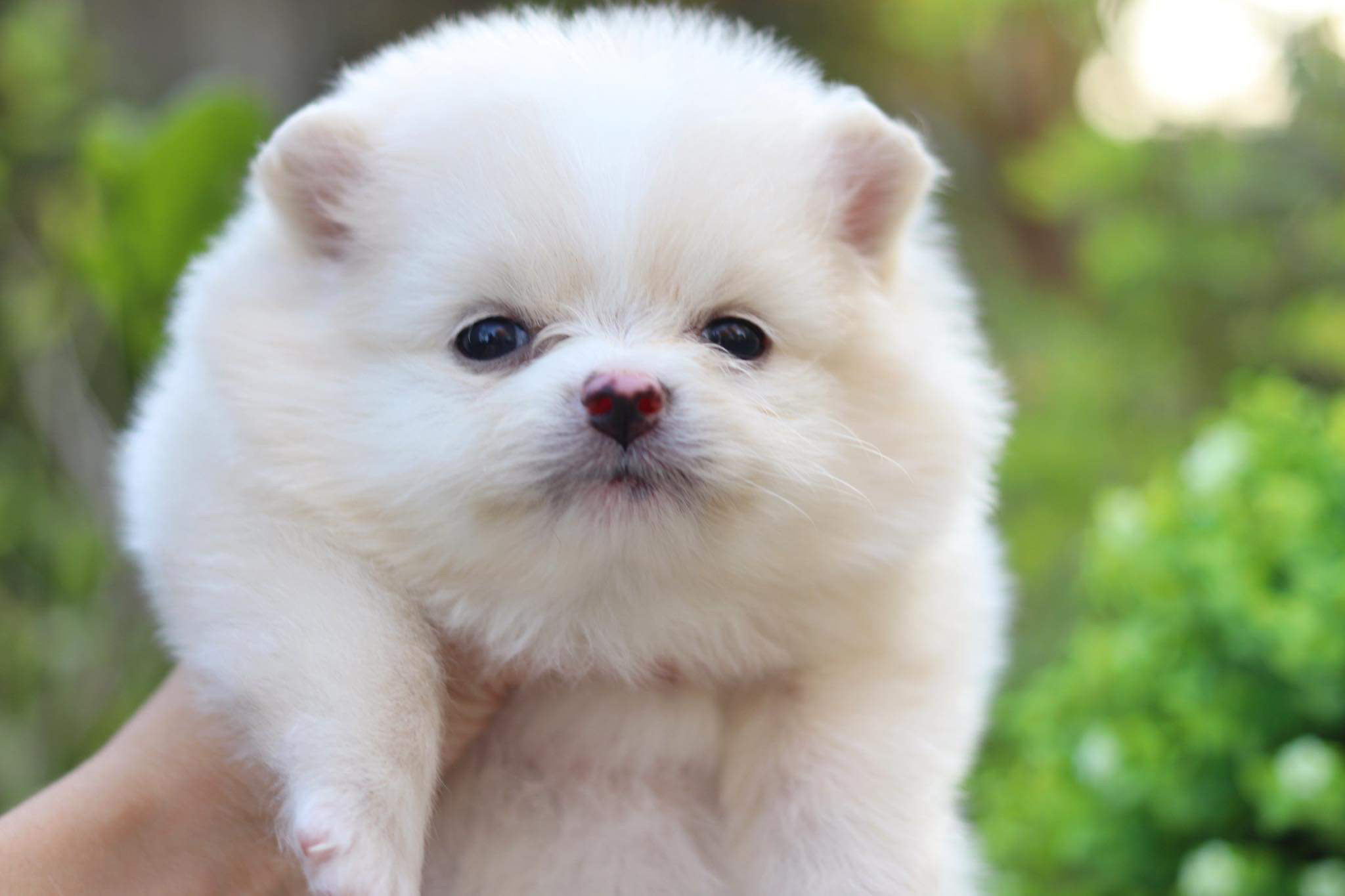 ปอมเมอเรเนียน เพศเมีย