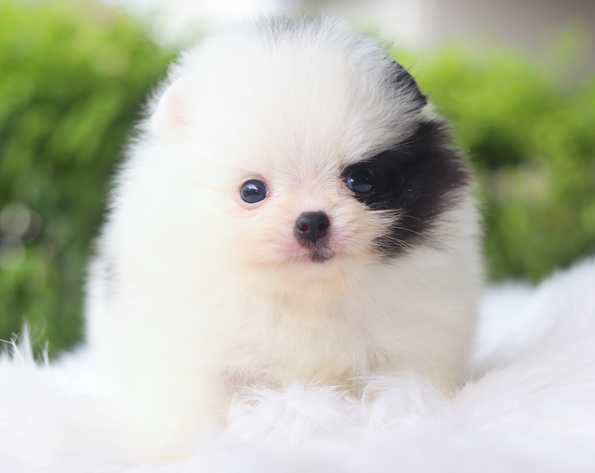 ปอมเมอเรเนียน เพศเมียสีแฟนซีเกรดโชว์