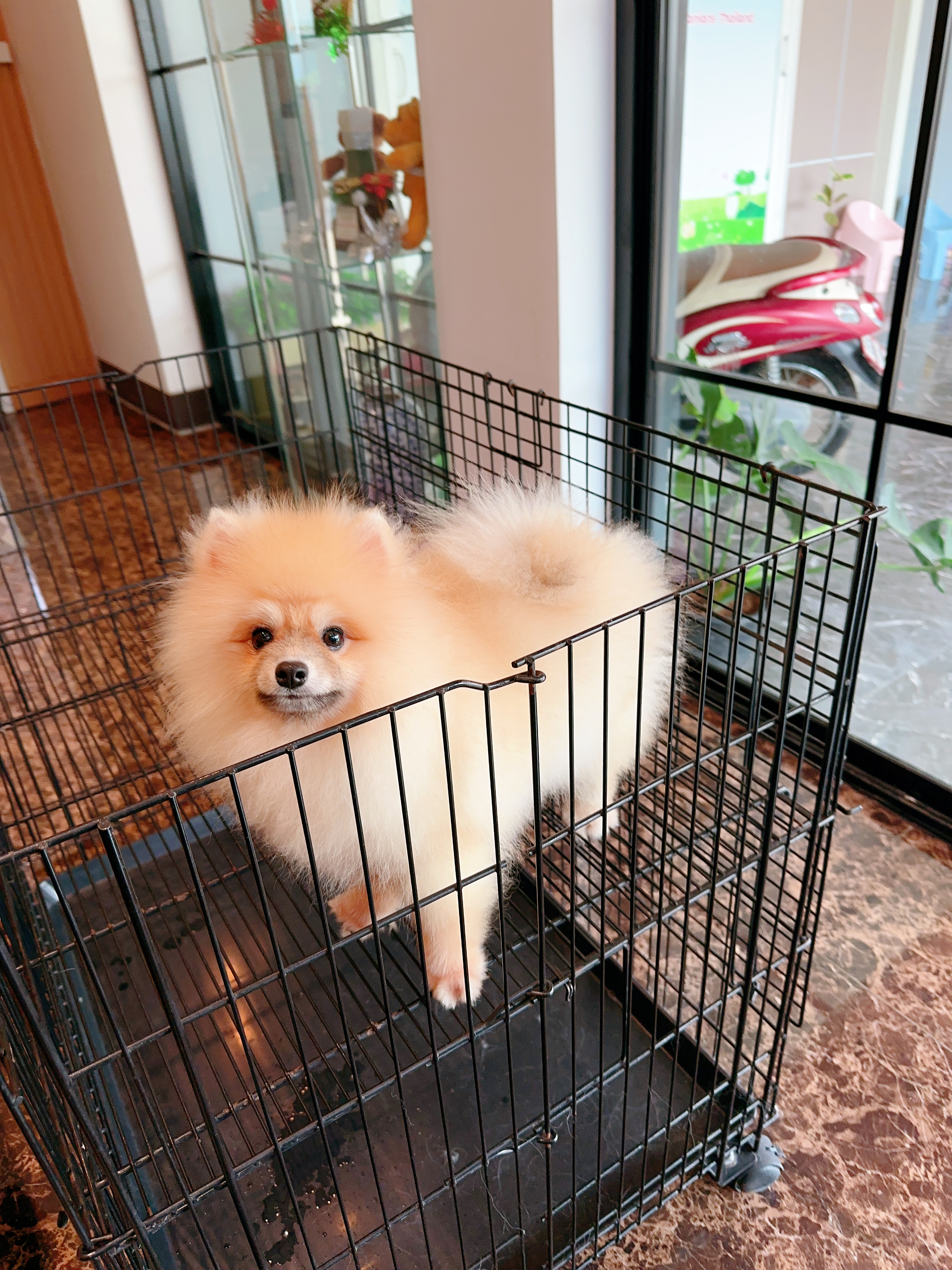 ปอมเมอเรเนียน เพศผู้ สีส้ม