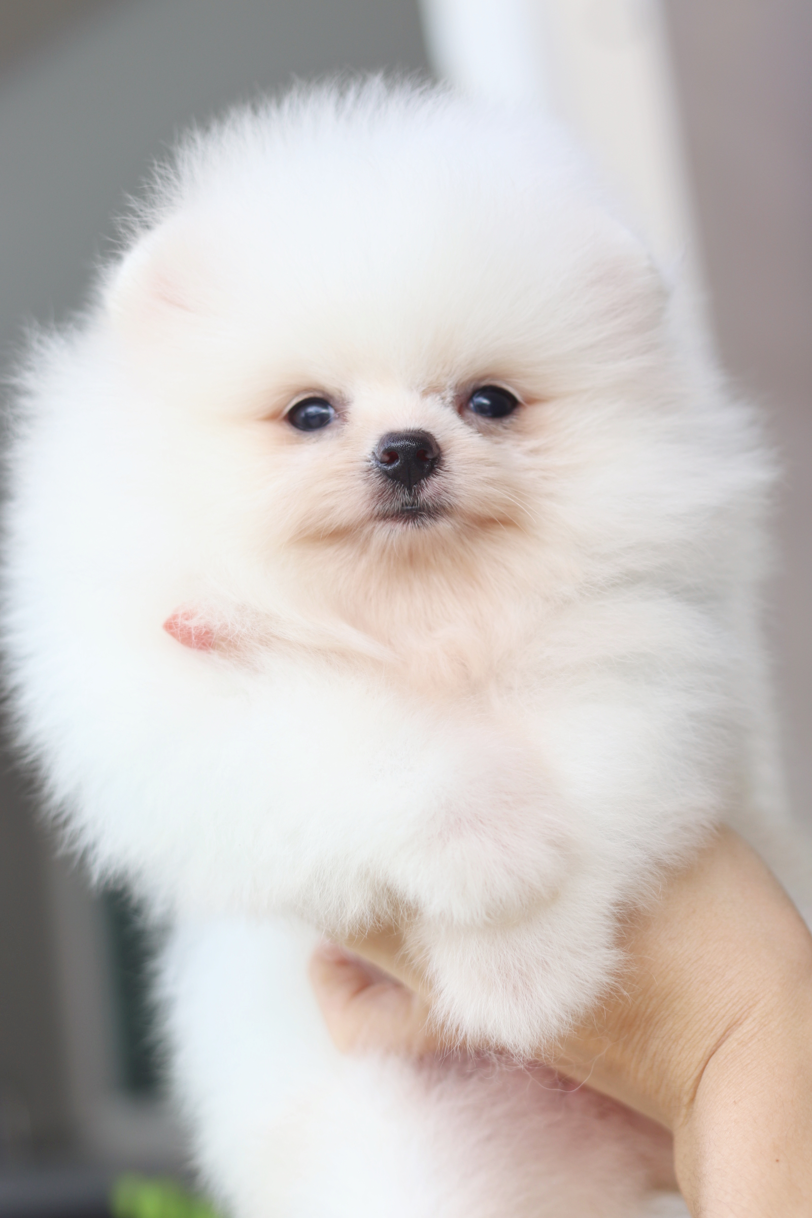 ปอมเมอเรเนียน เพศเมียสีขาวครีม เกรดโชว์