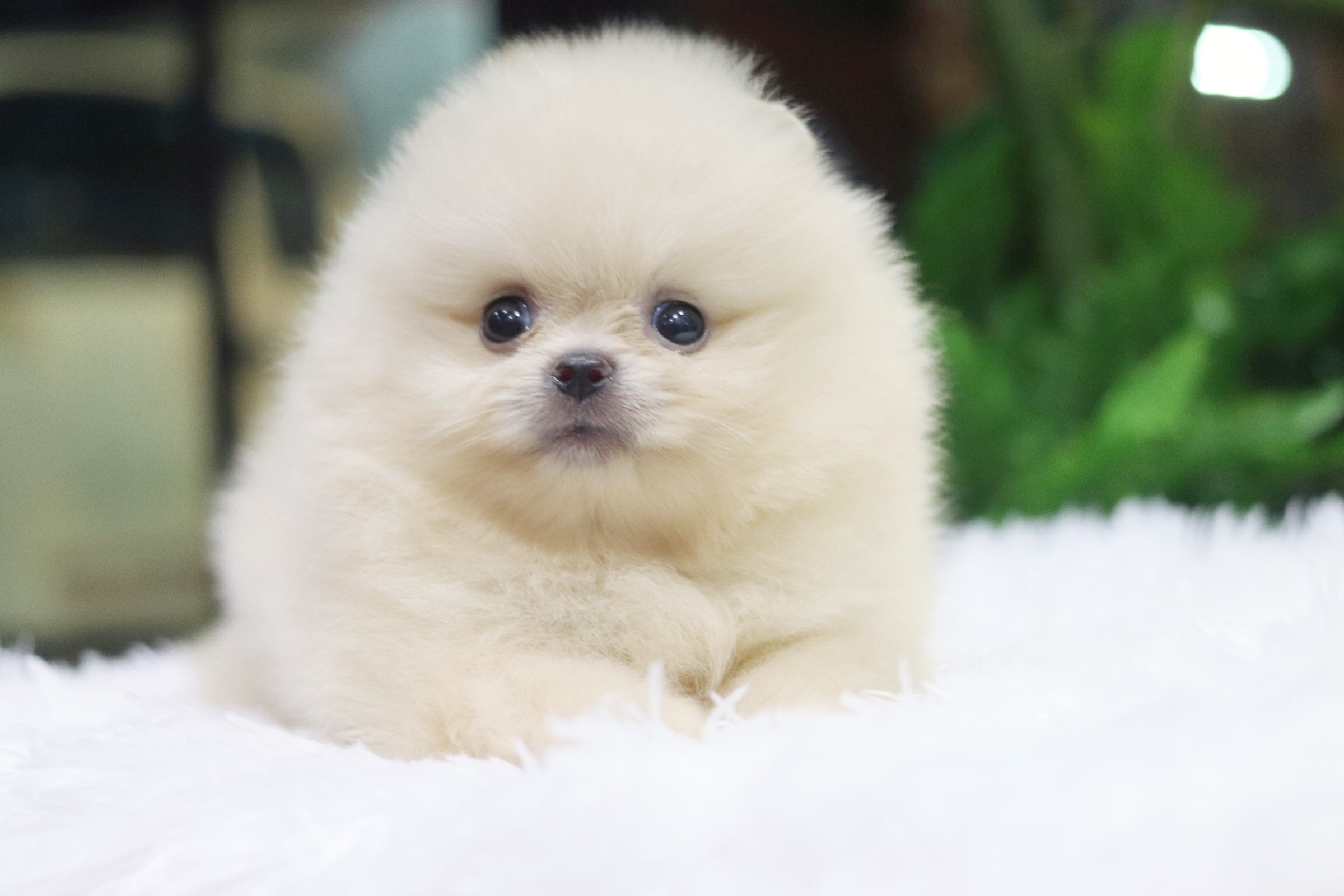 ปอมเมอเรเนียน เพศเมีย ครีม