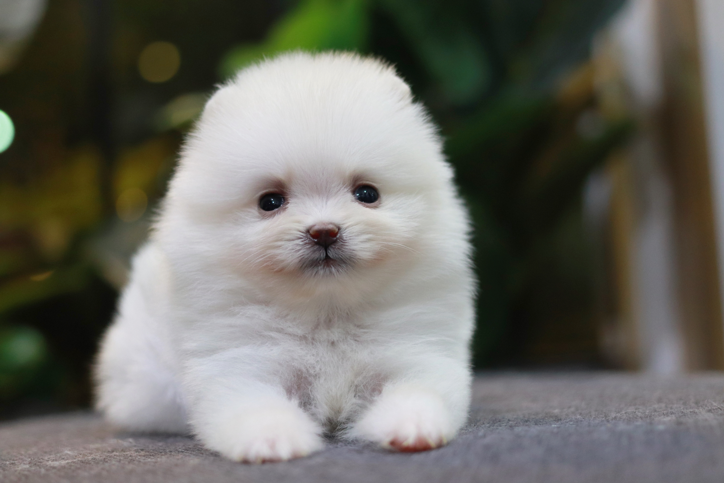 ปอมเมอเรเนียน เพศผู้ สีขาว