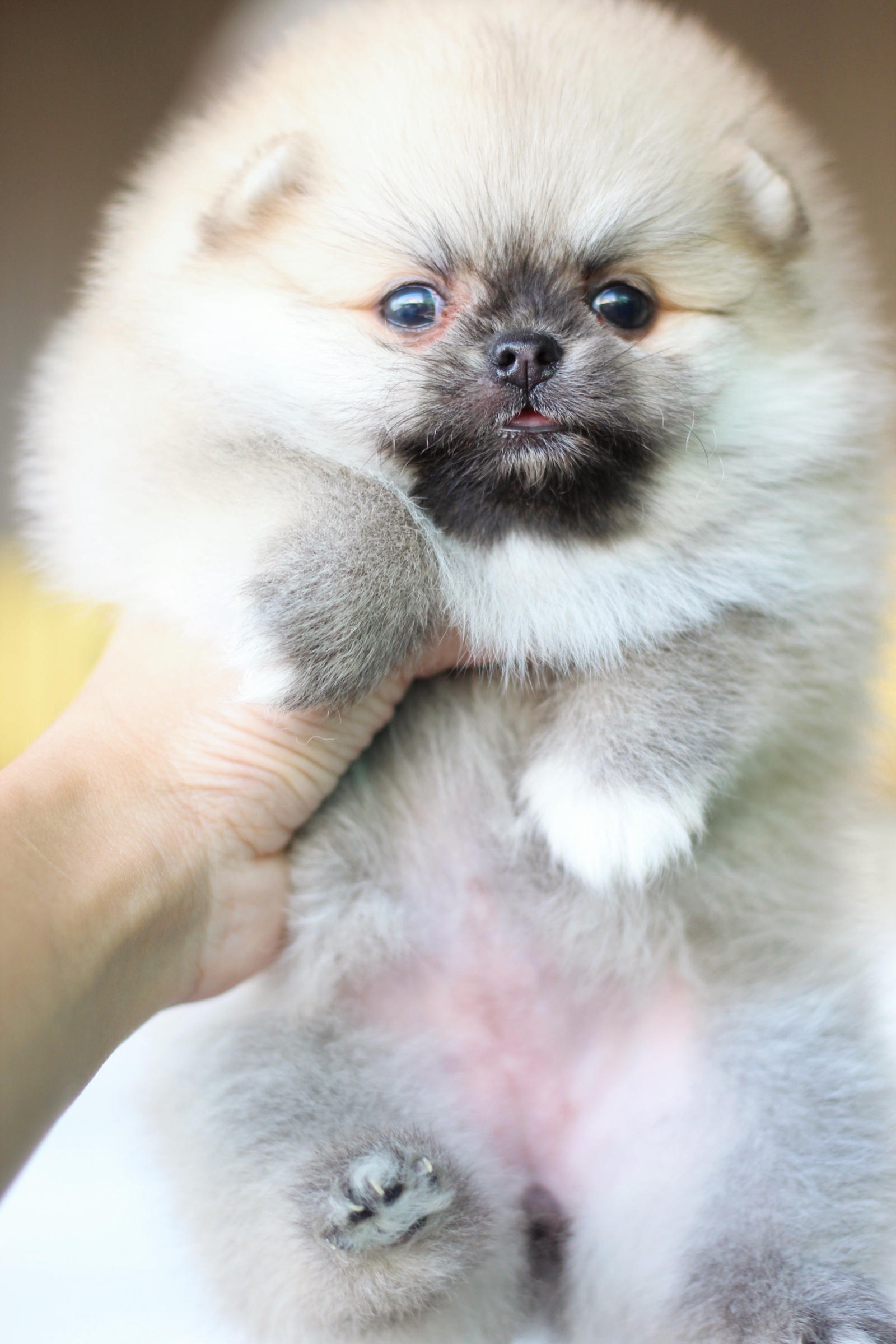 ปอมเมอเรเนียน เพศเมียสีส้มเกรดโชว์