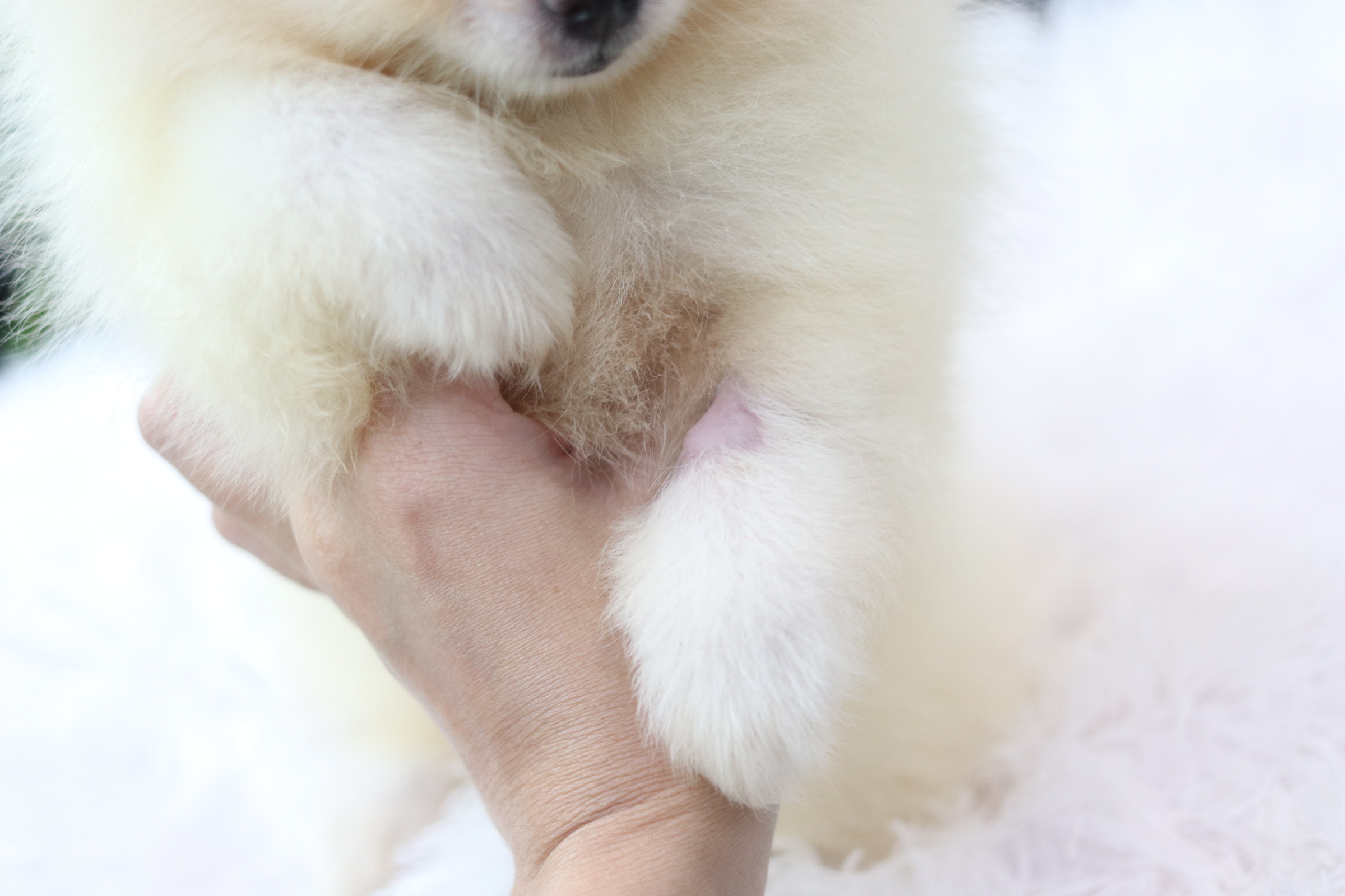 ปอมเมอเรเนียน เพศผู้ขาวครีม