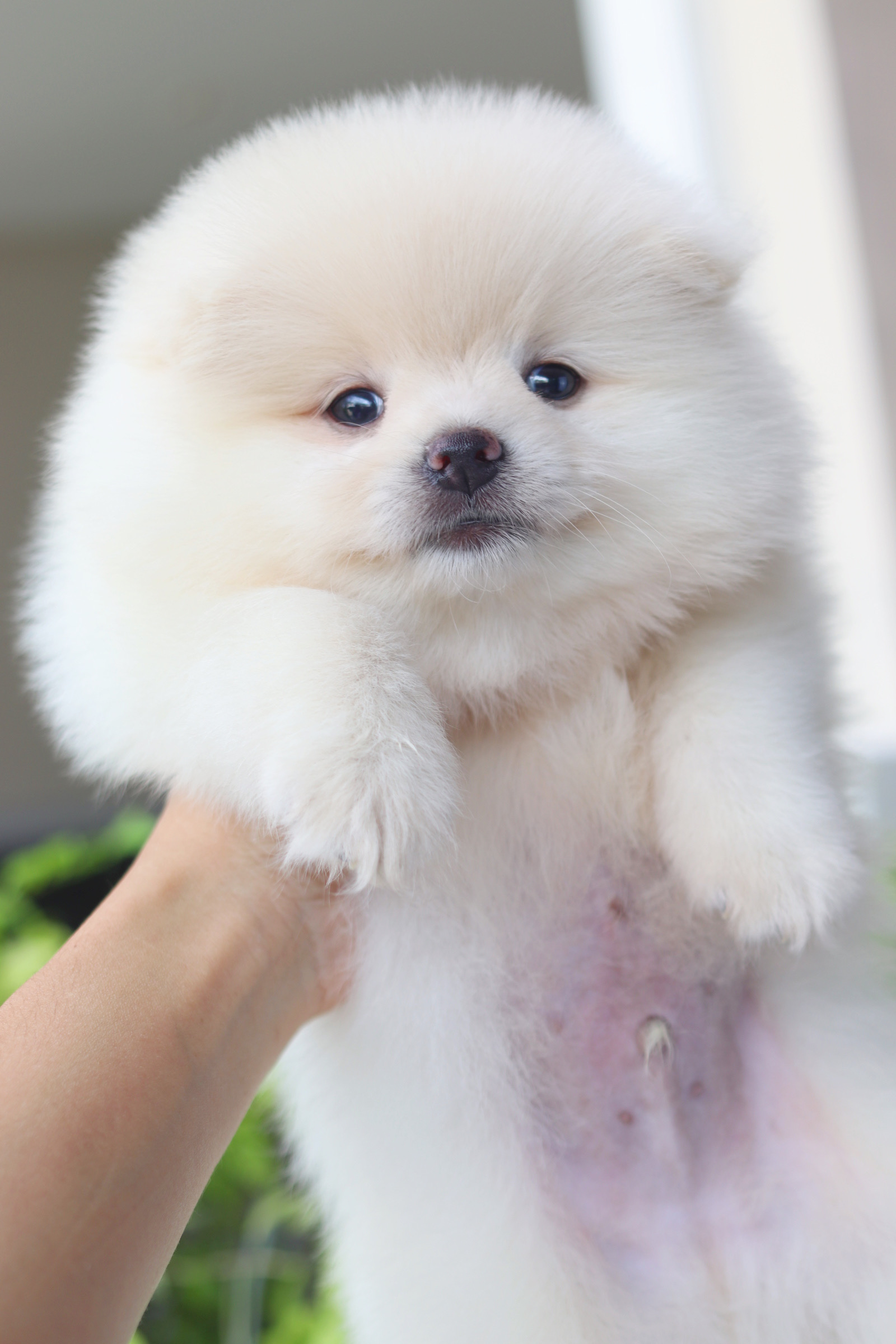 ปอมเมอเรเนียน เพศผู้สีขาวครีม