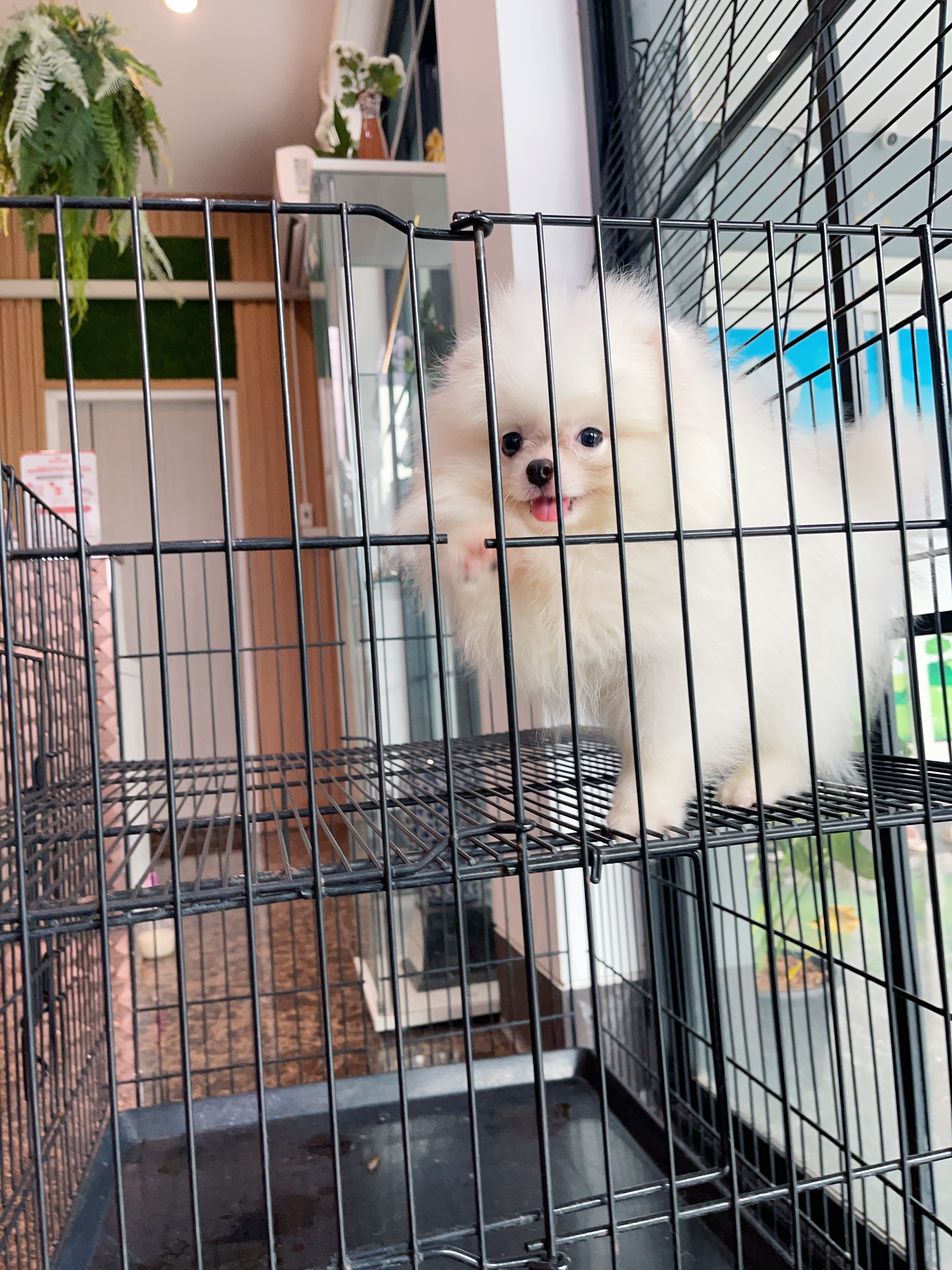 ปอมเมอเรเนียน เพศผู้สีขาวครีมเกรดโชว์