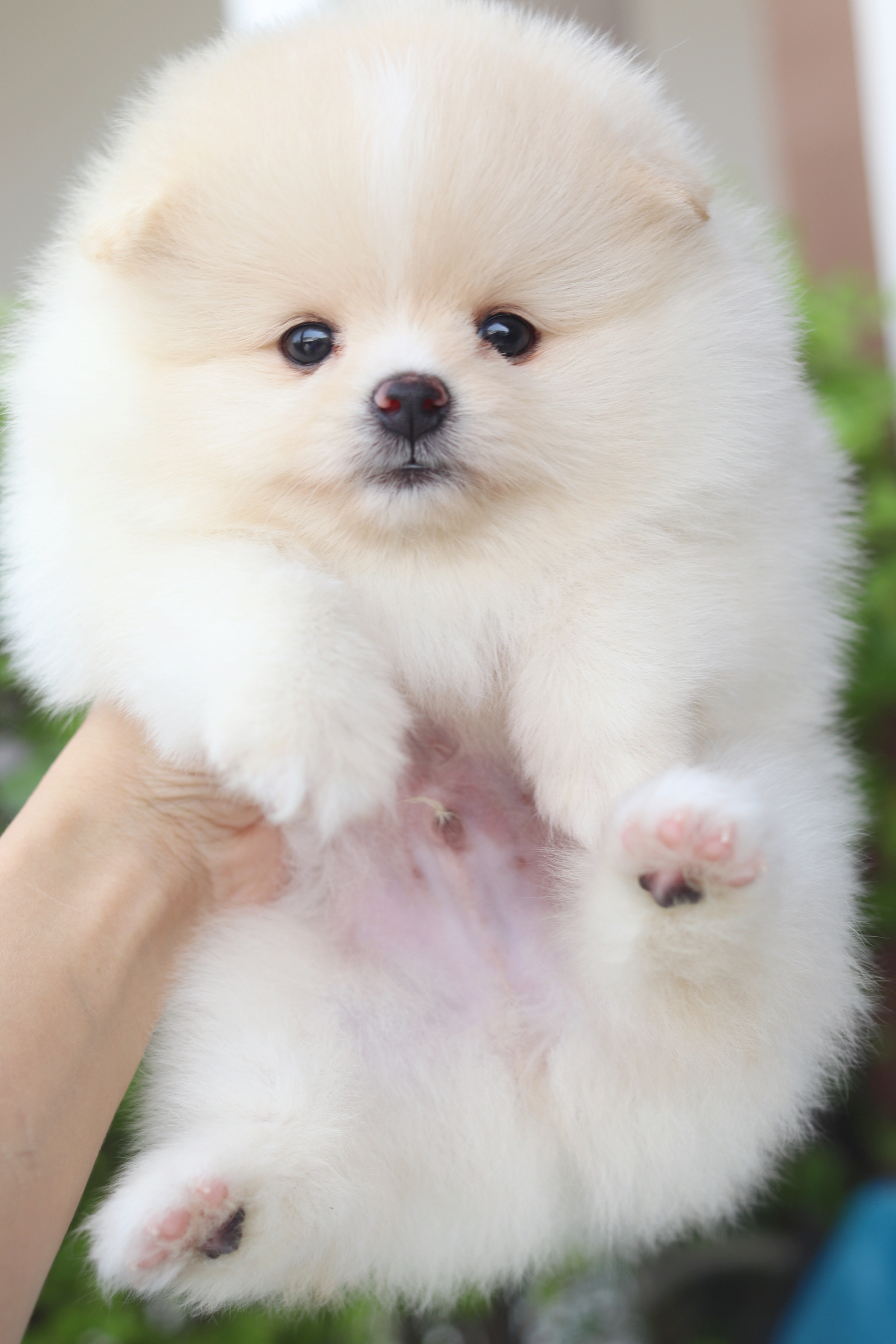 ปอมเมอเรเนียน เพศผู้ สีครีม