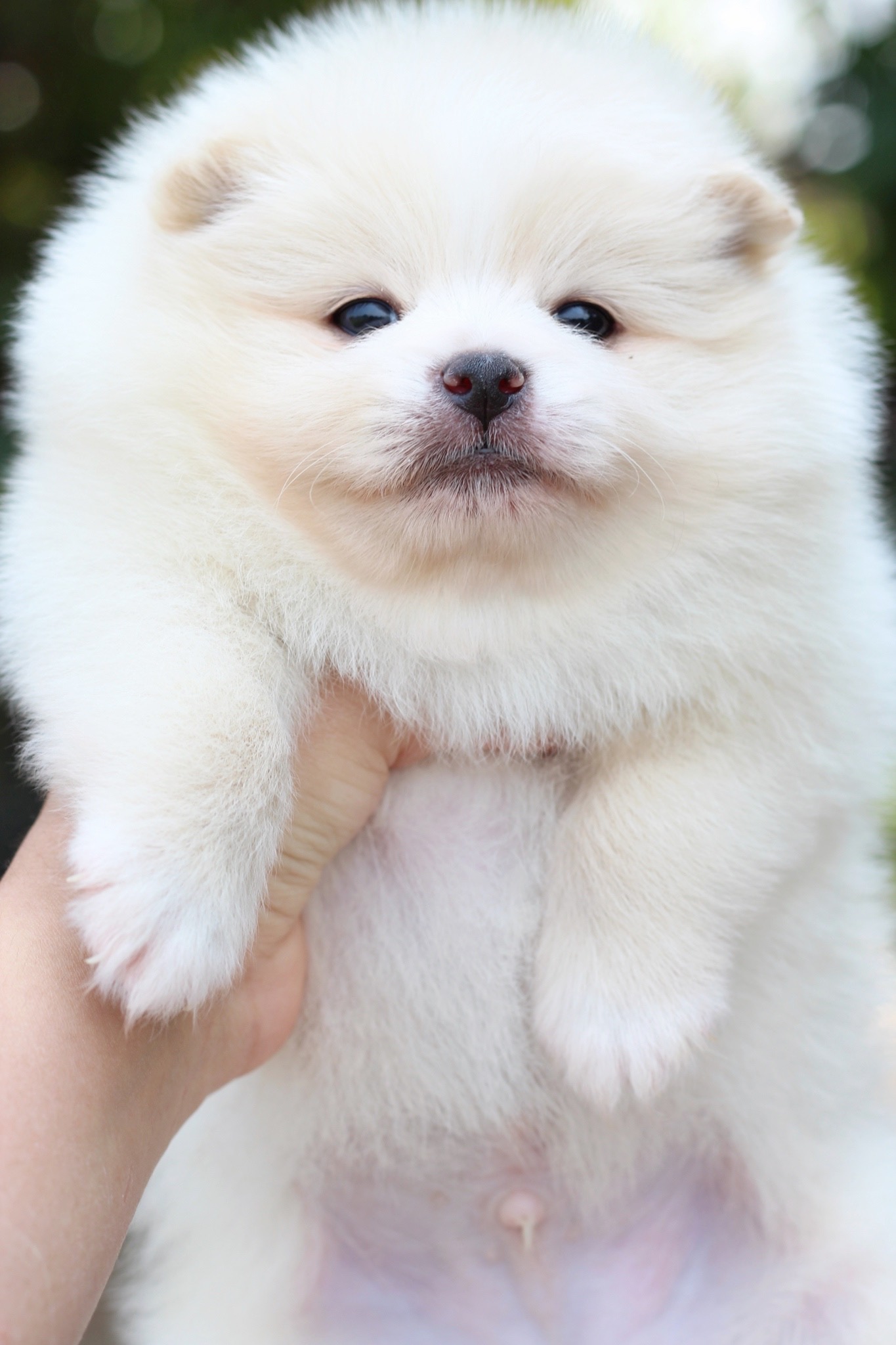 ปอมเมอเรเนียน เพศผู้สีขาวครีม