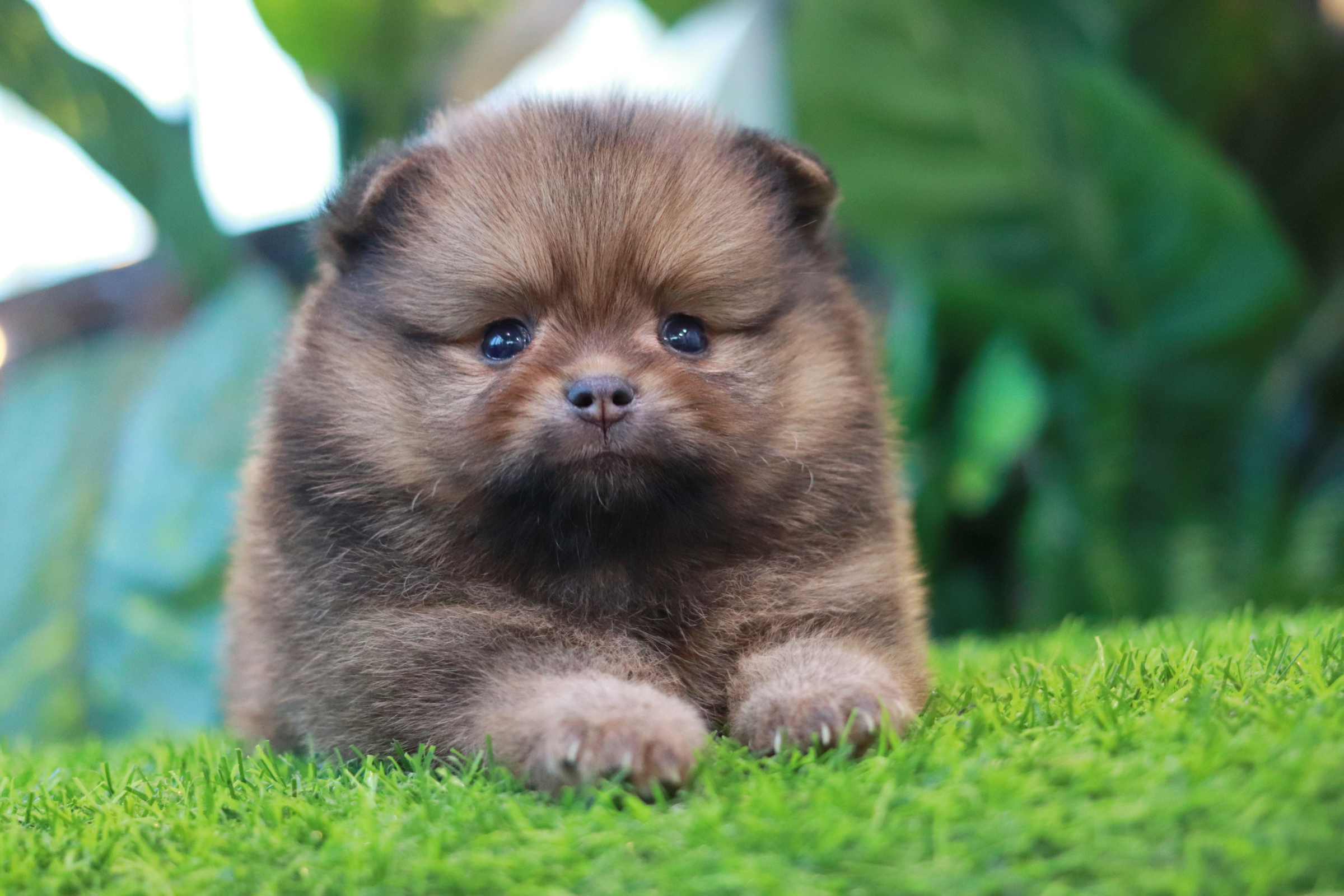 ปอมเมอเรเนียน เพศผู้สีส้ม