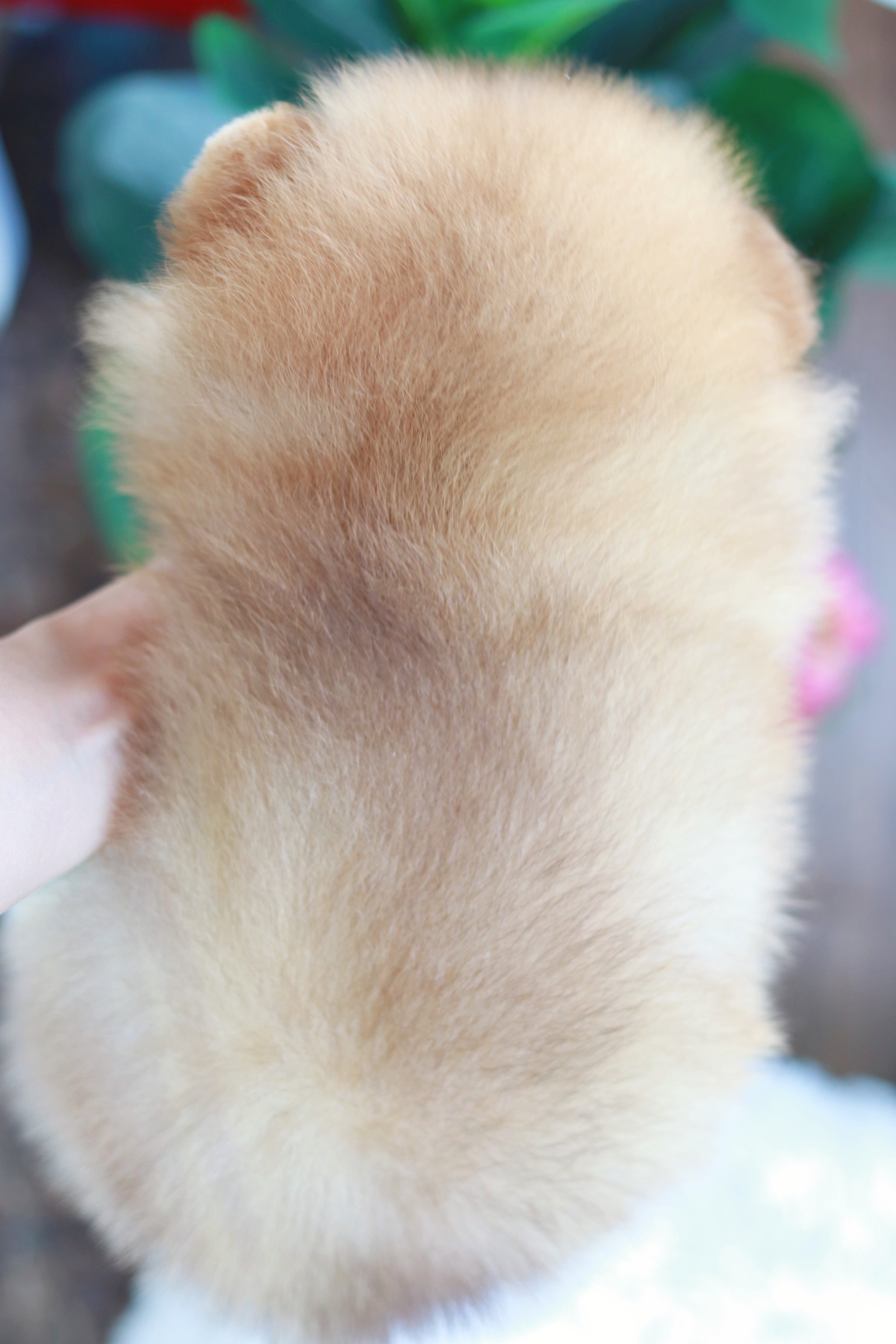 ปอมเมอเรเนียน เพศผู้