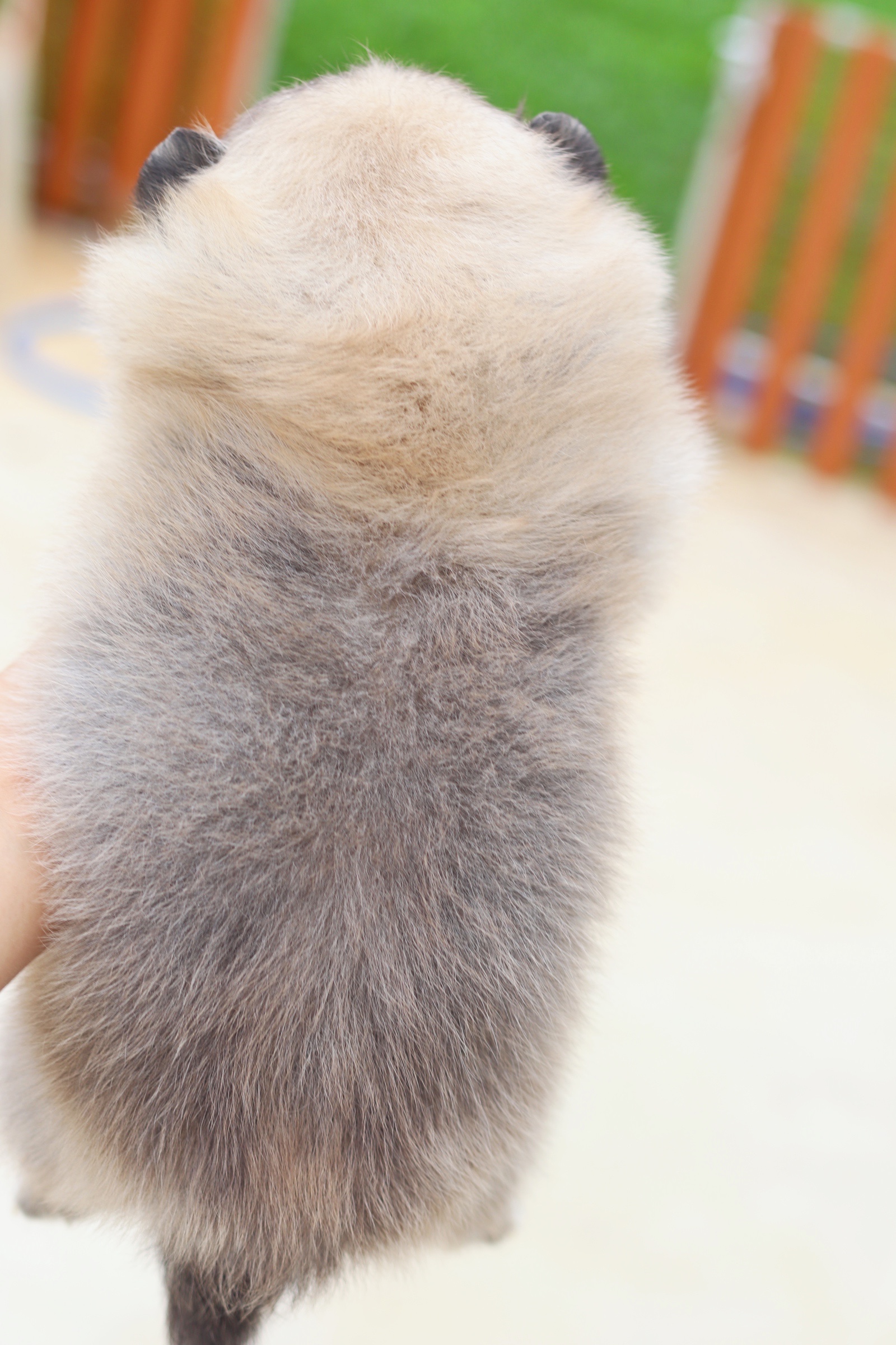 ปอมเมอเรเนียน เพศเมียสีส้ม