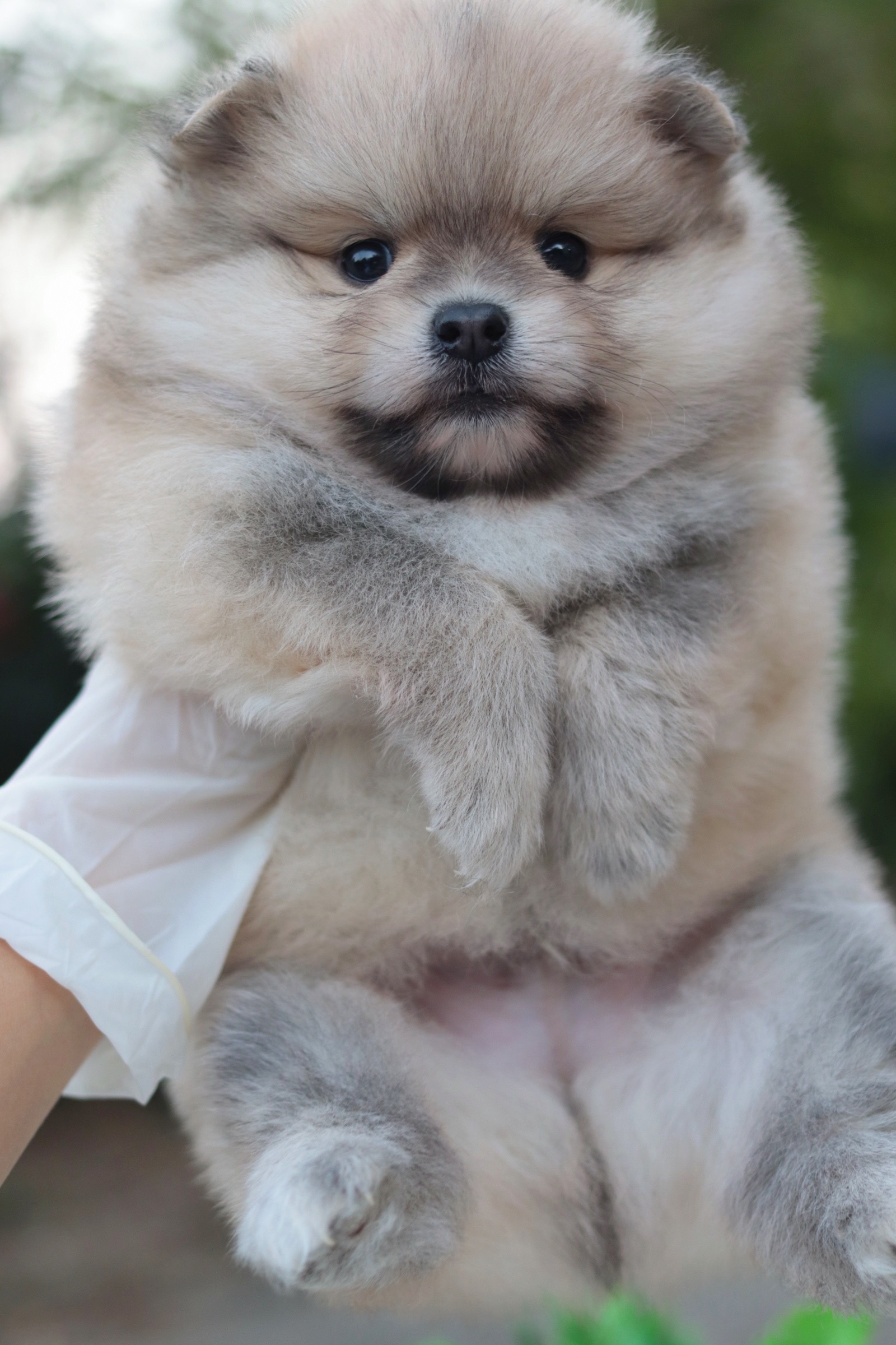 ปอมเมอเรเนียน เพศผู้ สีส้ม