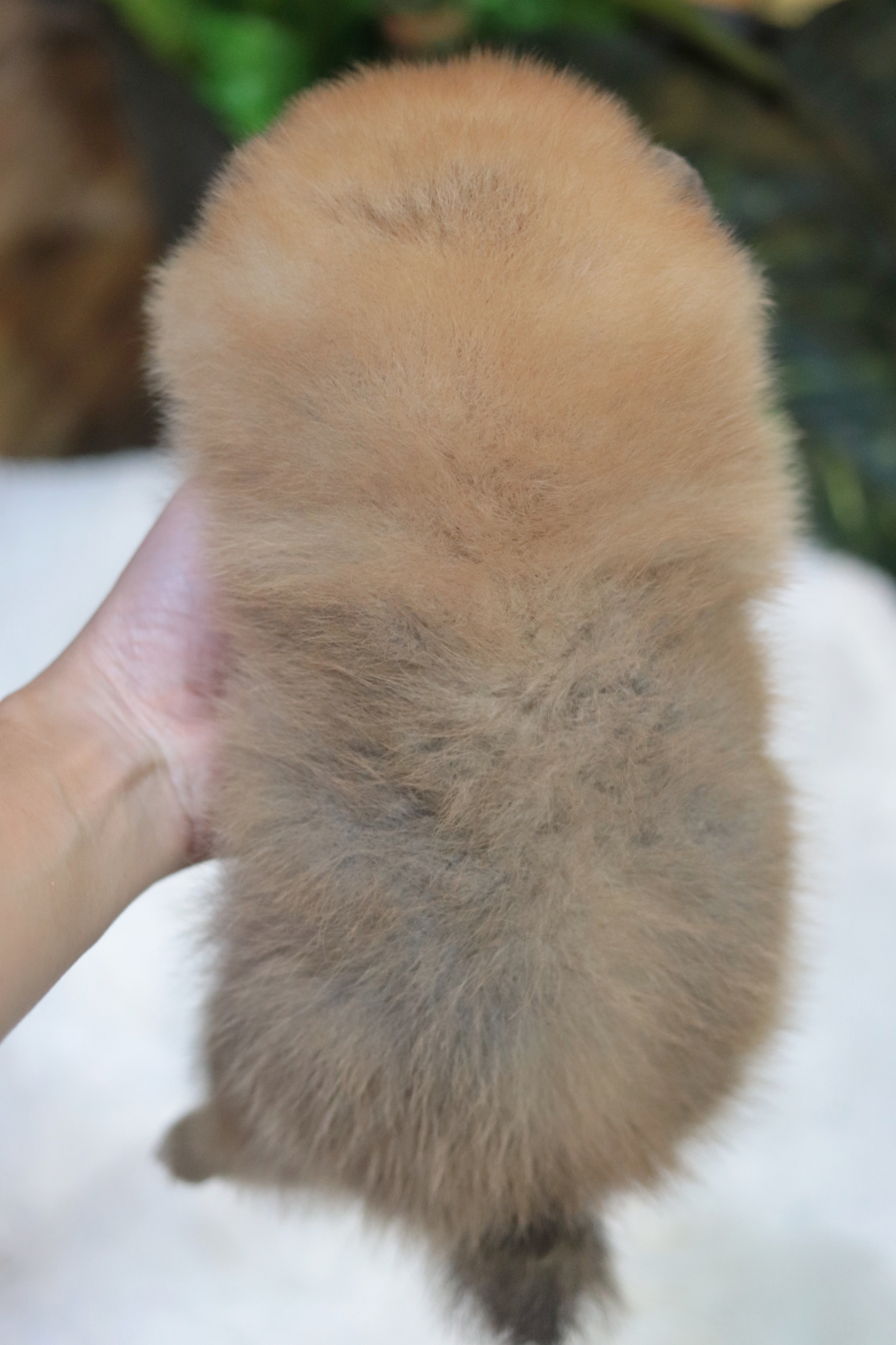 ปอมเมอเรเนียน เพศเมียสีส้ม ขนแน่นๆ