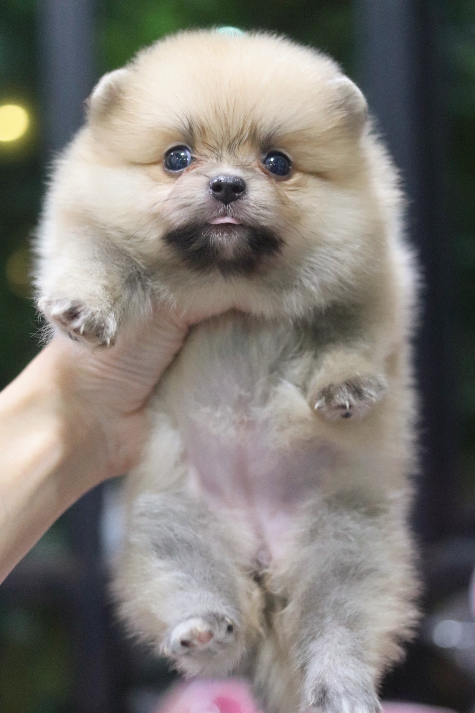 ปอมเมอเรเนียน เพศเมียสีส้ม