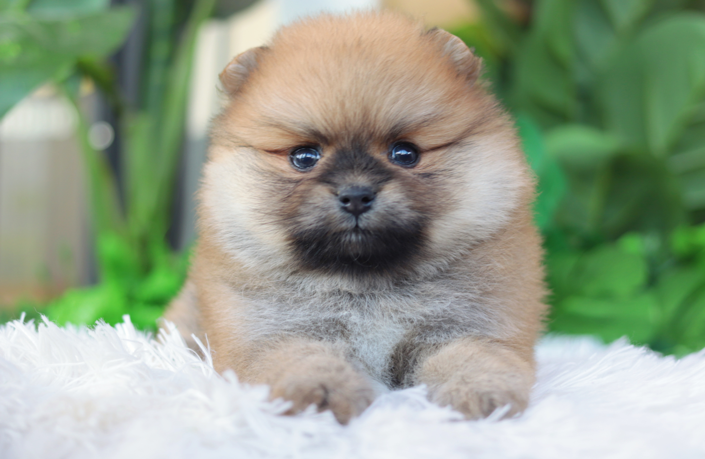 ปอมเมอเรเนียน เพศผู้สีส้ม