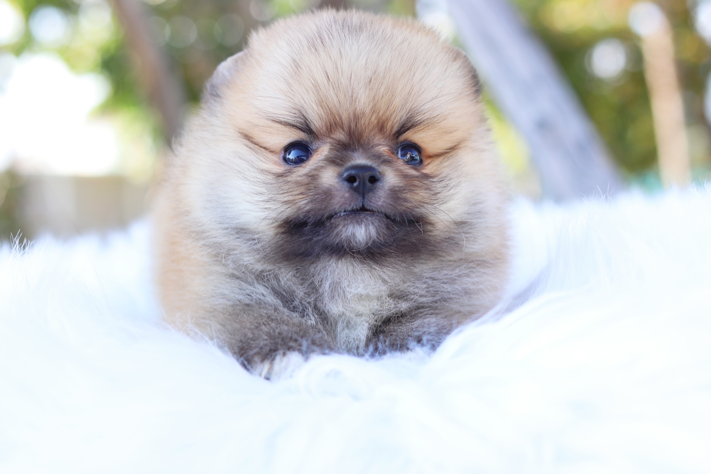 ปอมเมอเรเนียน เพศผู้ สีส้ม