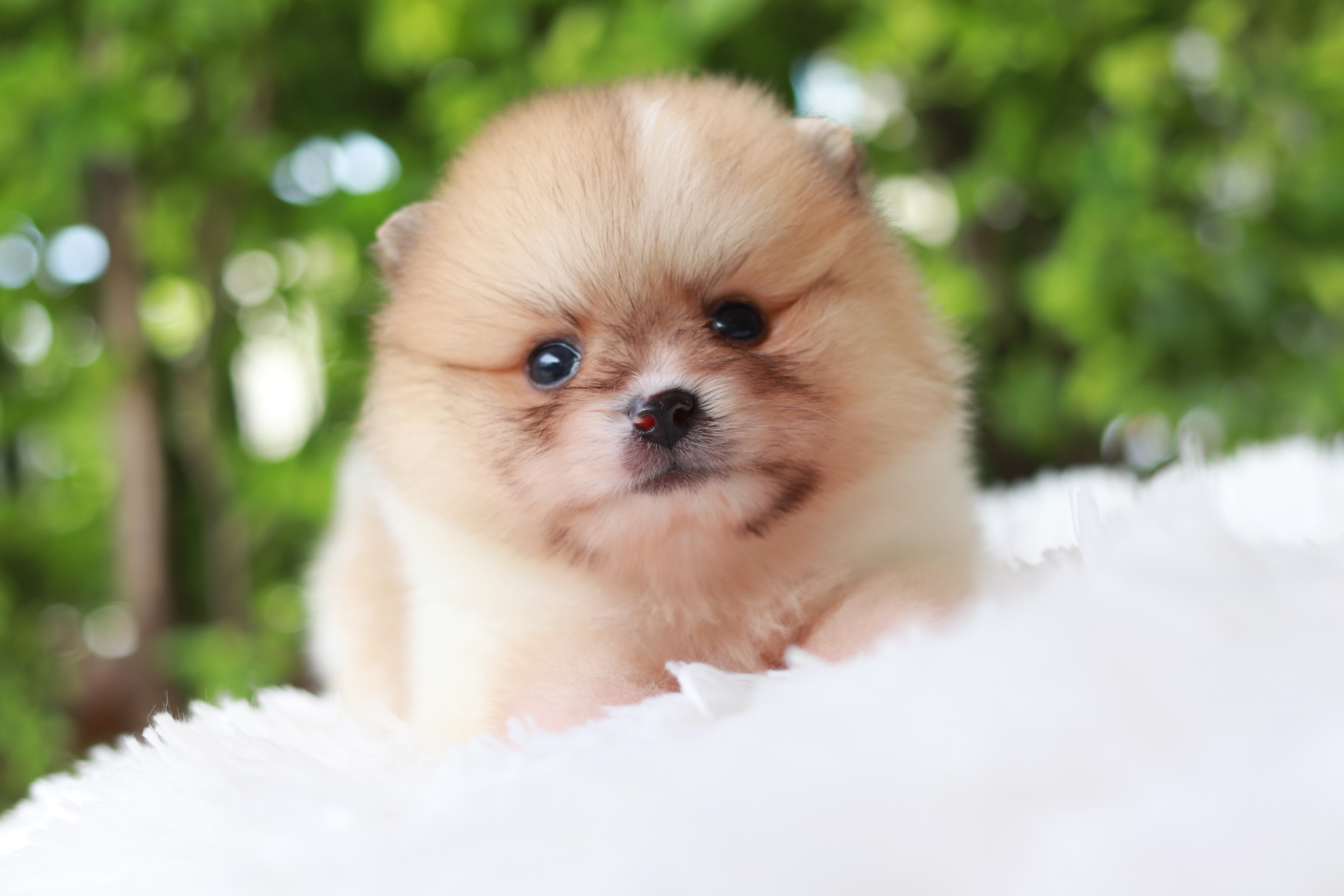 ปอมเมอเรเนียน เพศผู้