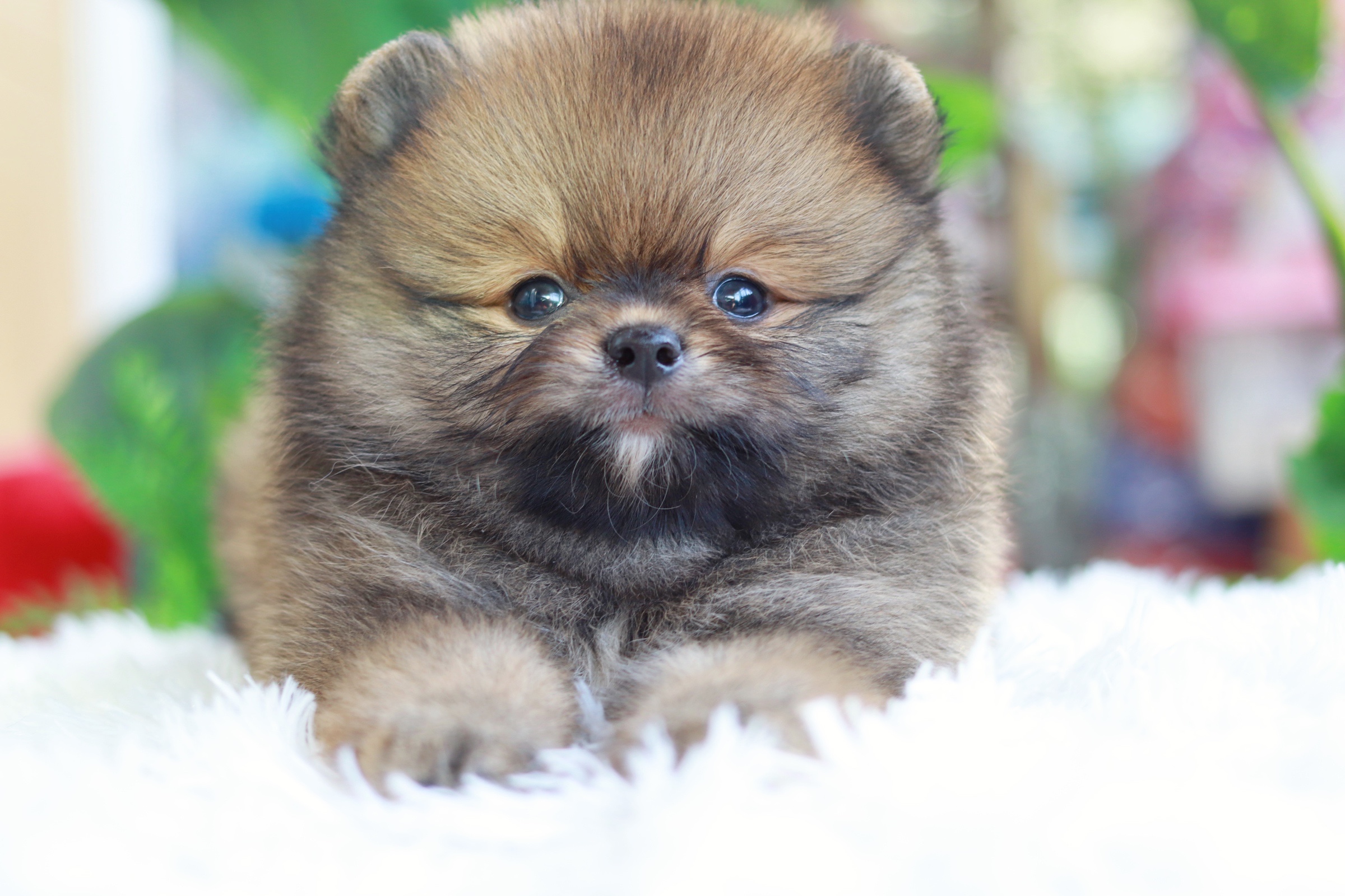 ปอมเมอเรเนียน เพศผู้สีส้ม