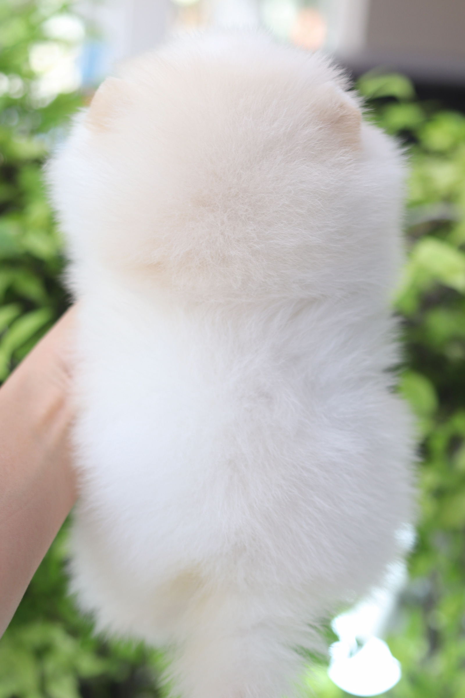 ปอมเมอเรเนียน เพศผู้สีขาวครีม