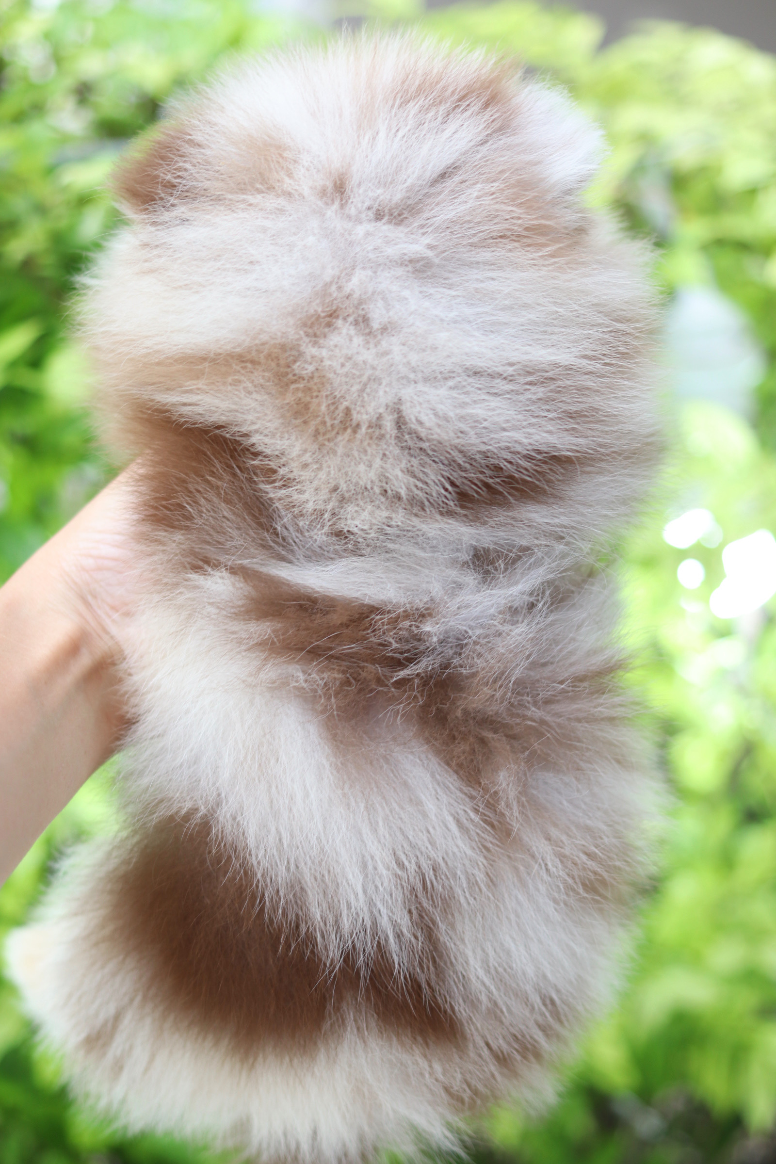 ปอมเมอเรเนียน เพศเมียสี แฟนซีช็อค เกรดโชว์