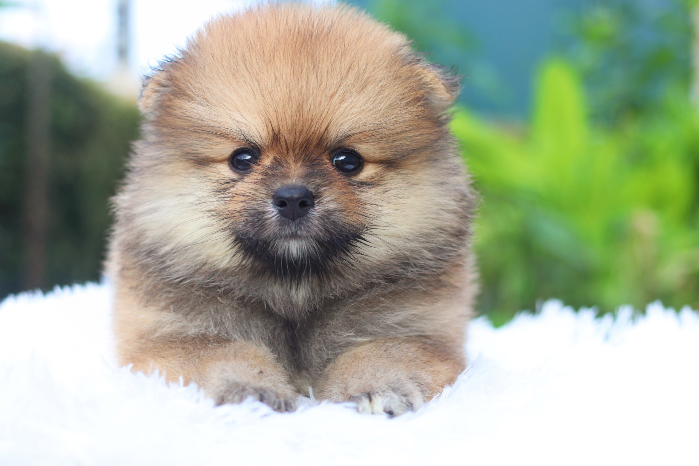 ปอมเมอเรเนียน เพศผู้สีส้ม