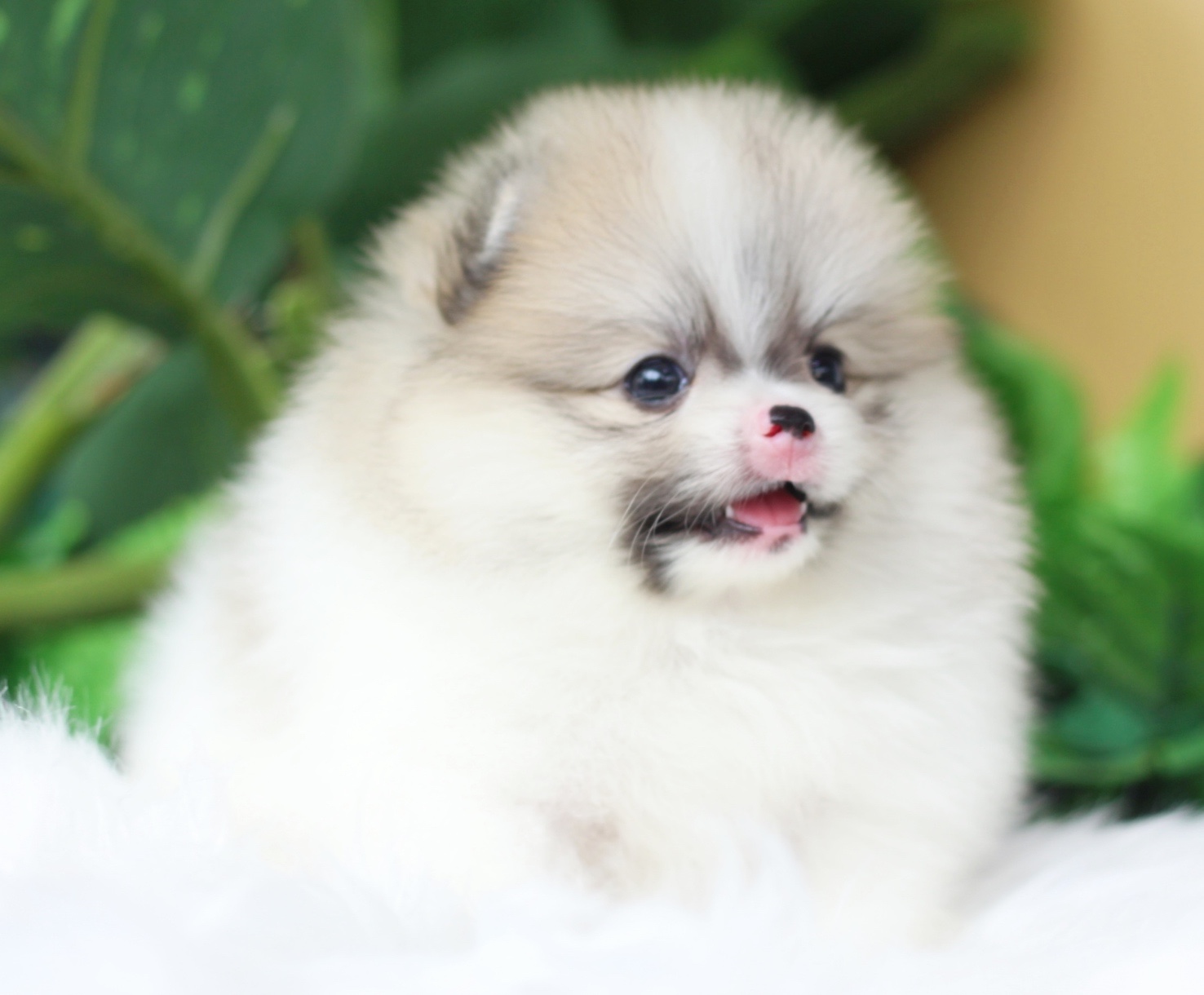 ปอมเมอเรเนียน เพศผู้แฟนซี