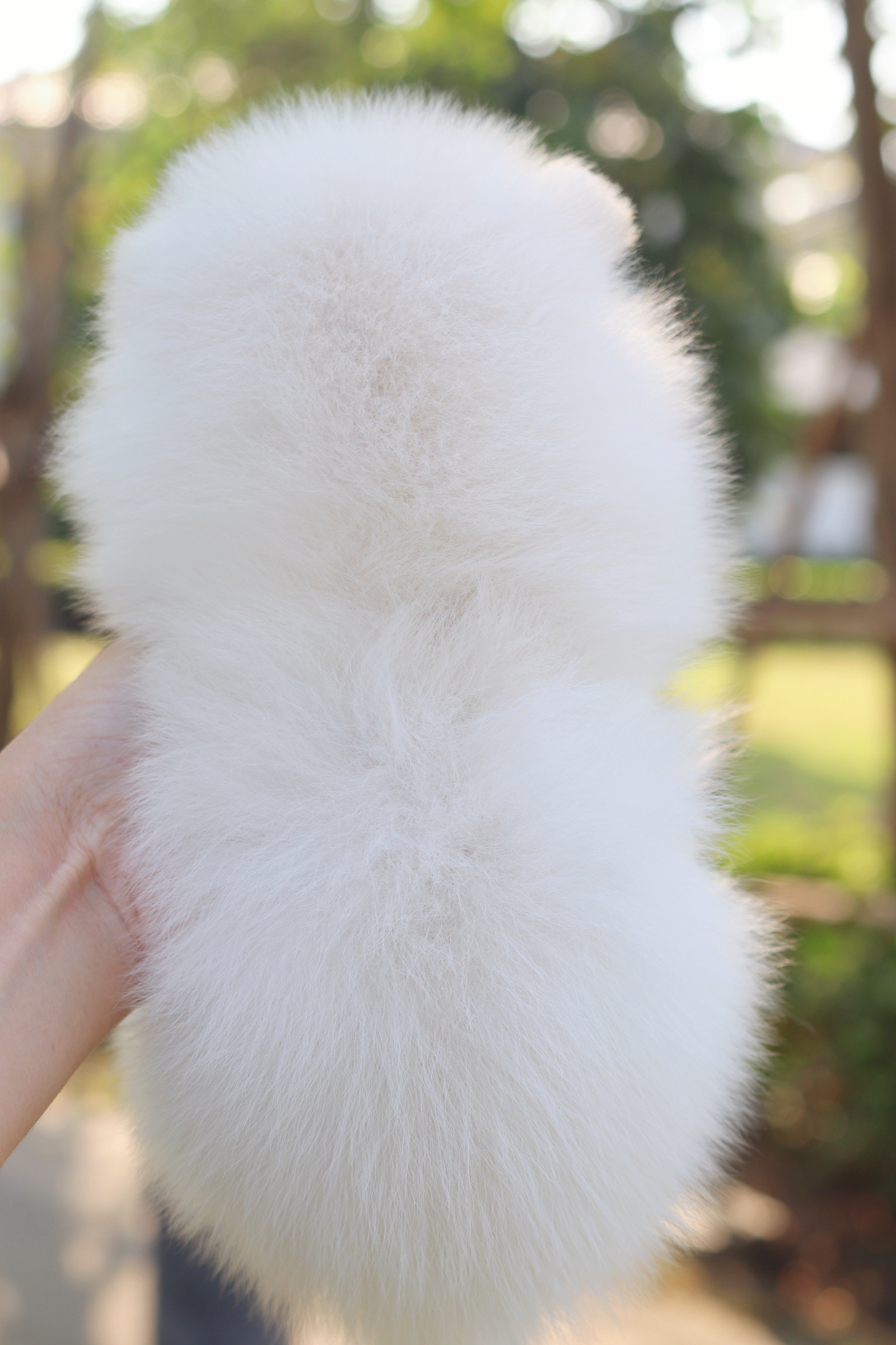 ปอมเมอเรเนียน เพศเมียสีขาวครีม