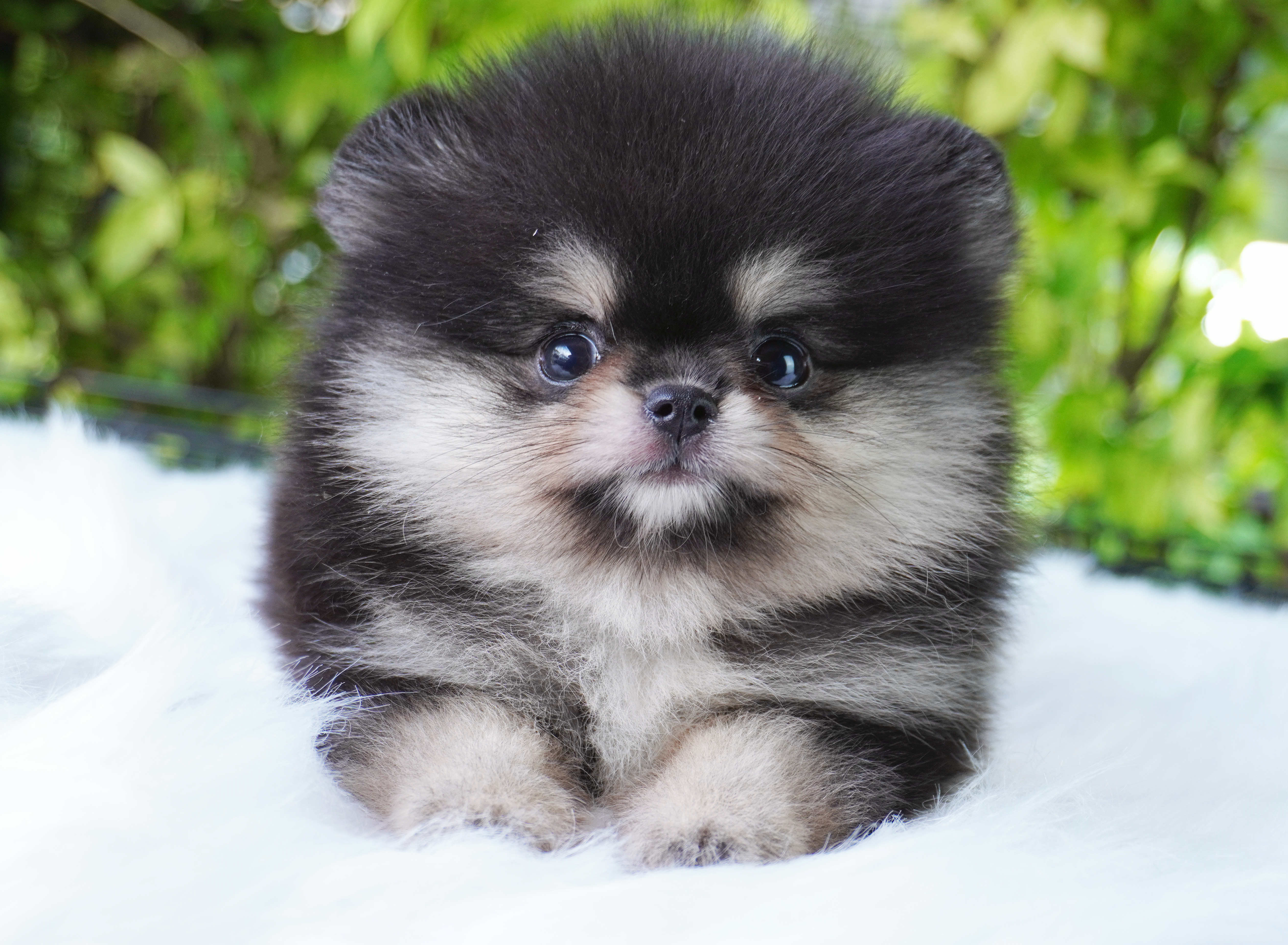 ปอมเมอเรเนียน เพศผู้สีแบล็คแทน