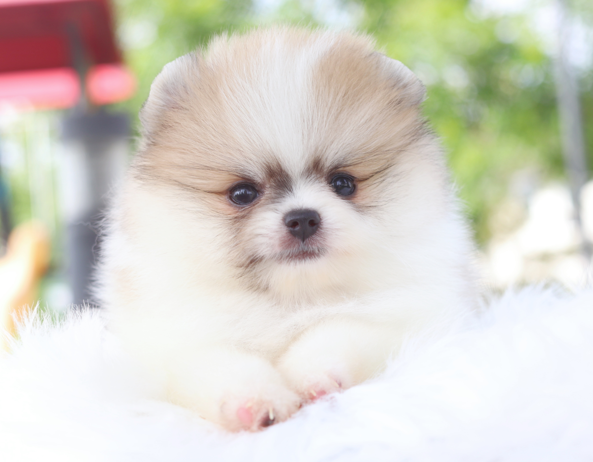 ปอมเมอเรเนียน เพศผู้สีแฟนซี