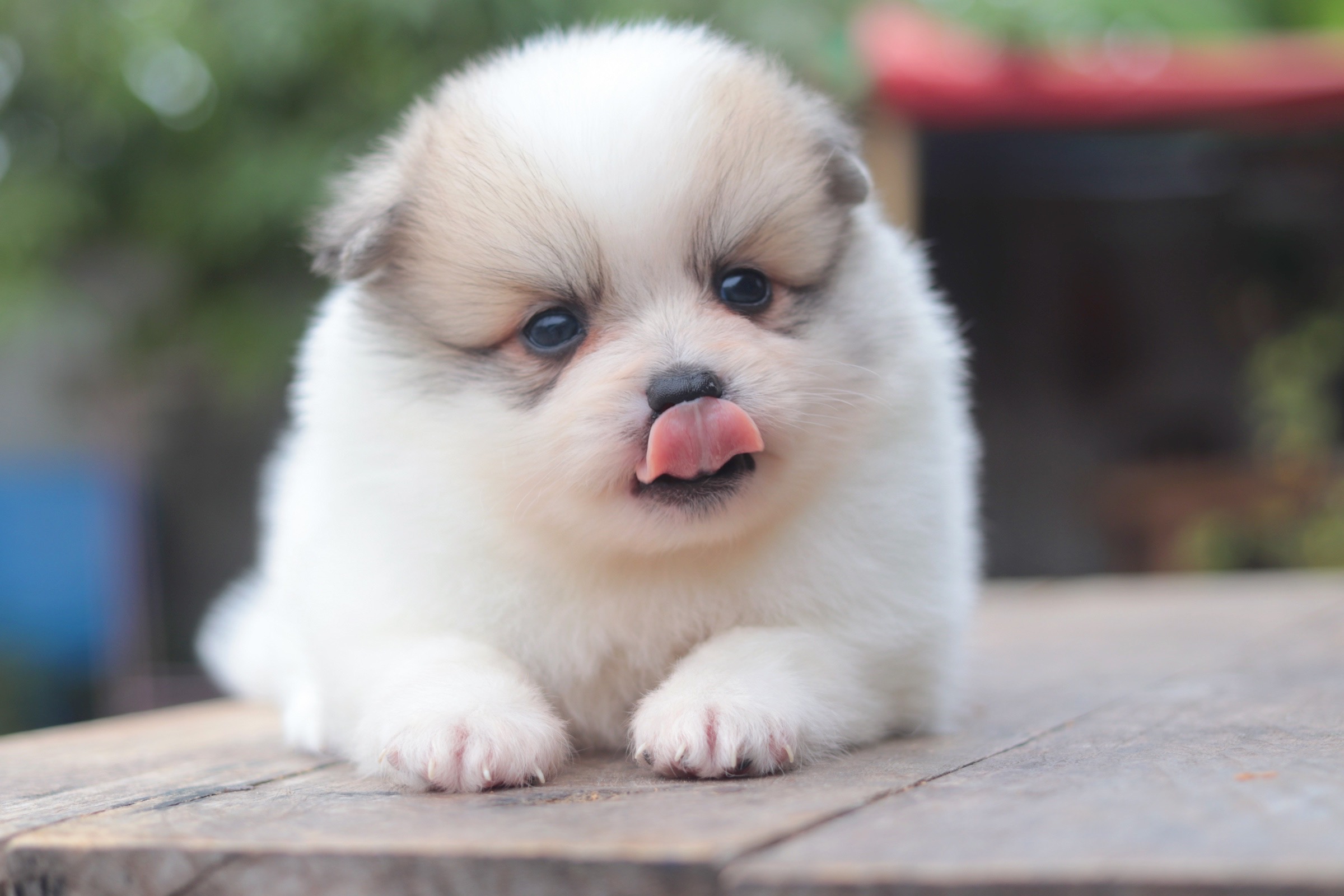 ปอมเมอเรเนียน เพศผู้ สีแฟนซี