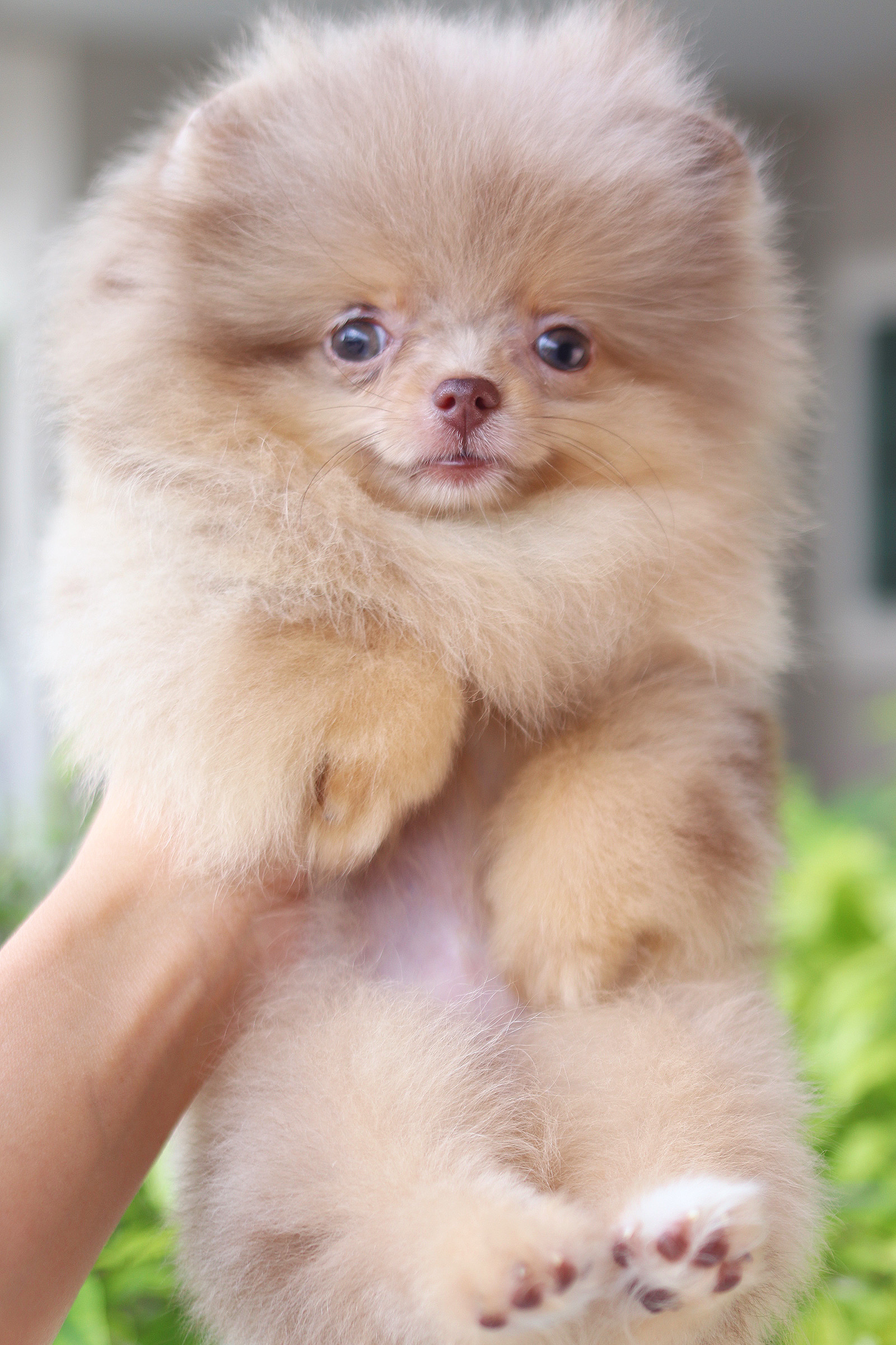 ปอมเมอเรเนียน เพศเมียสีเมอร์เร่