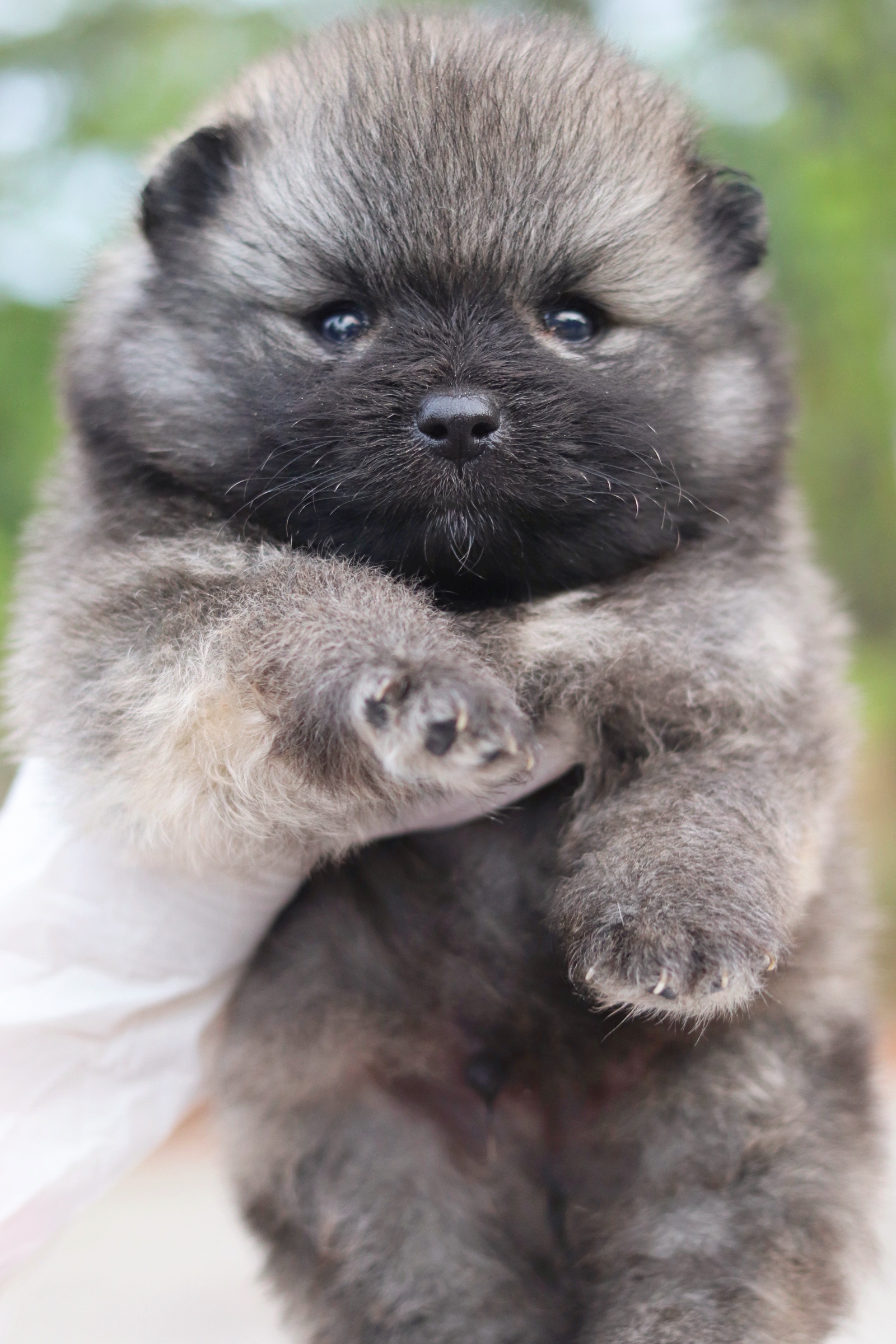 ปอมเมอเรเนียน เพศผู้สีส้ม