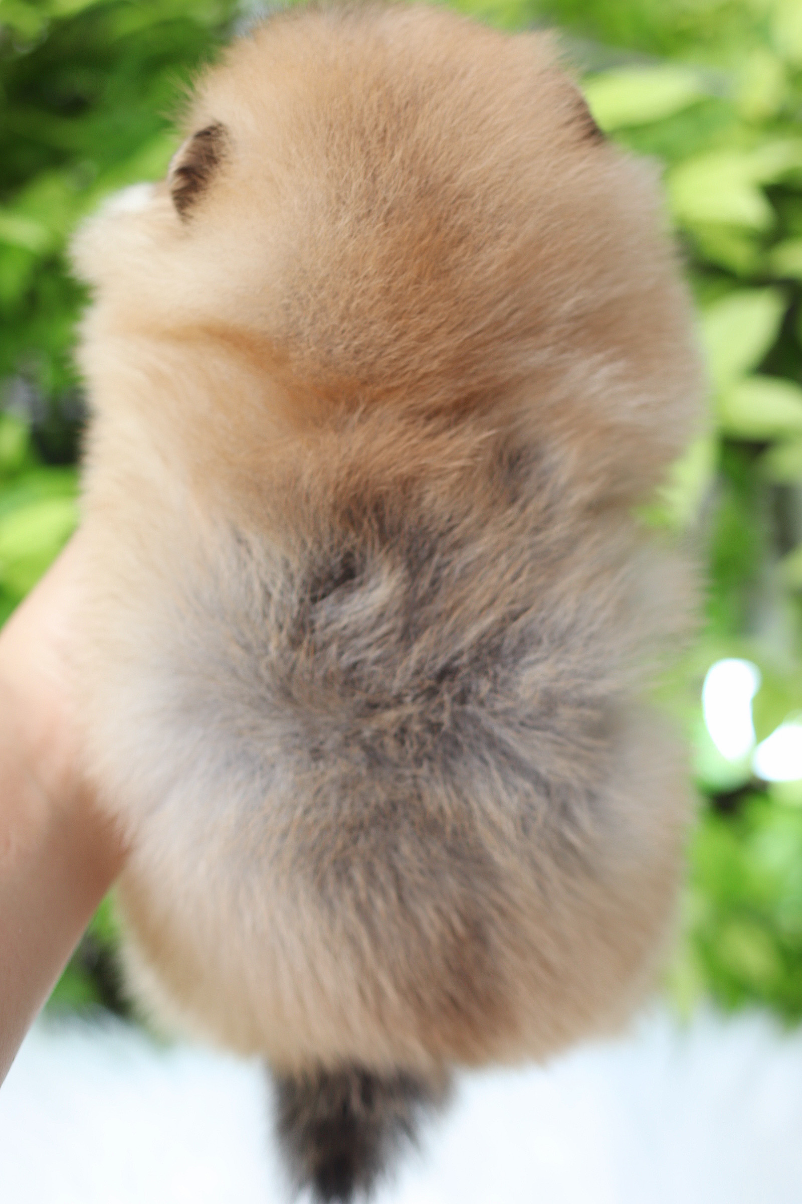 ปอมเมอเรเนียน เพศเมียสีส้ม เกรดโชว์