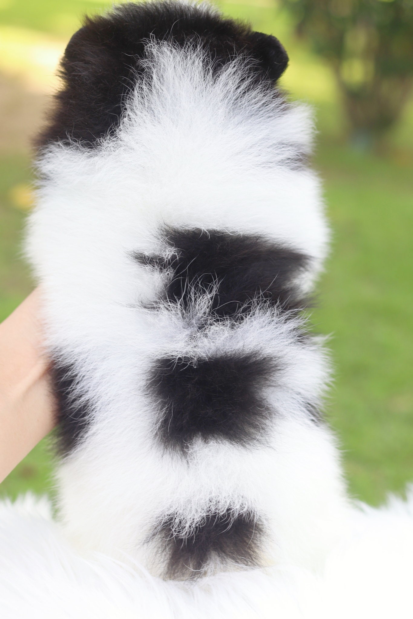 ปอมเมอเรเนียน เพศผู้สีแฟนซี