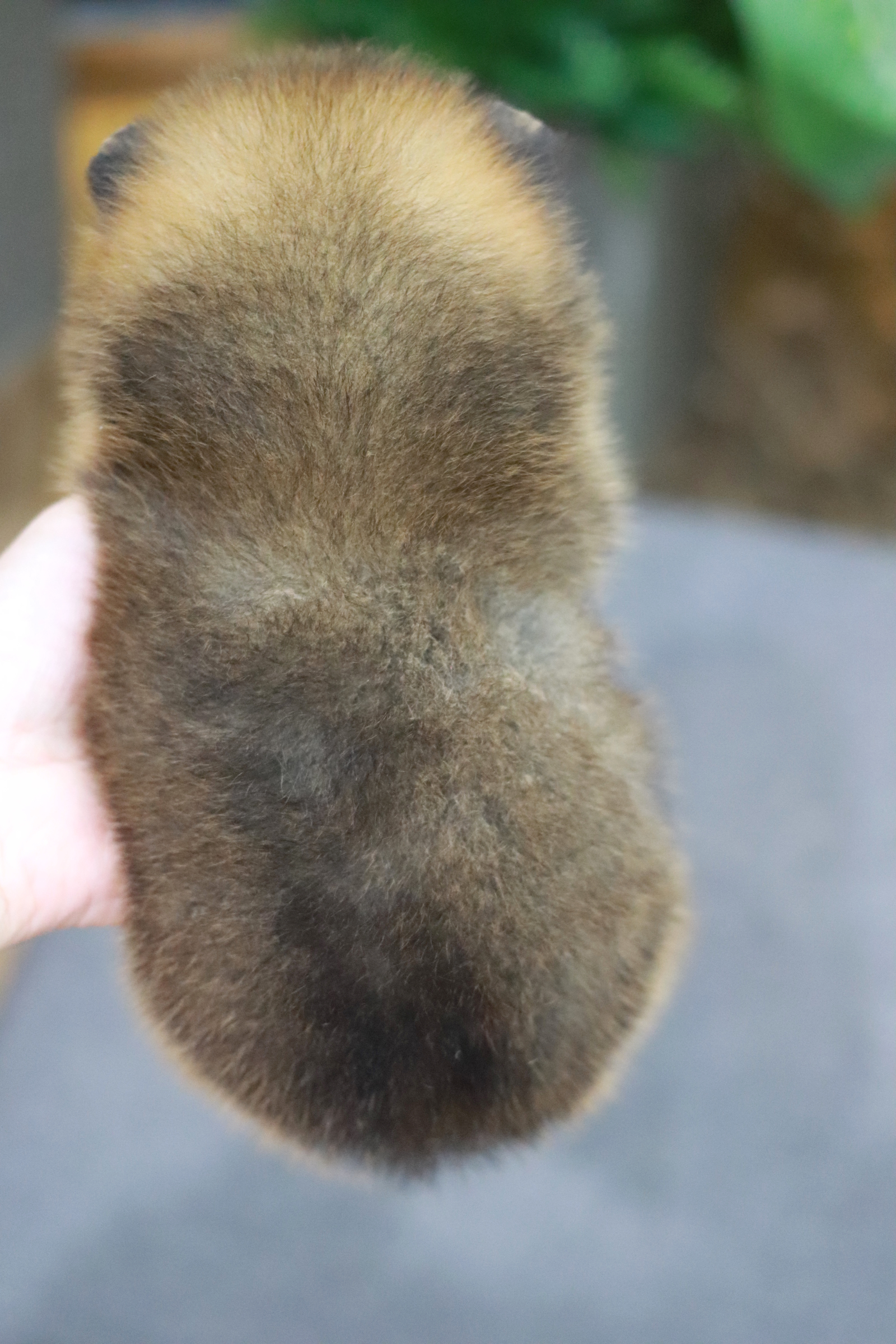 ปอมเมอเรเนียน เพศผู้