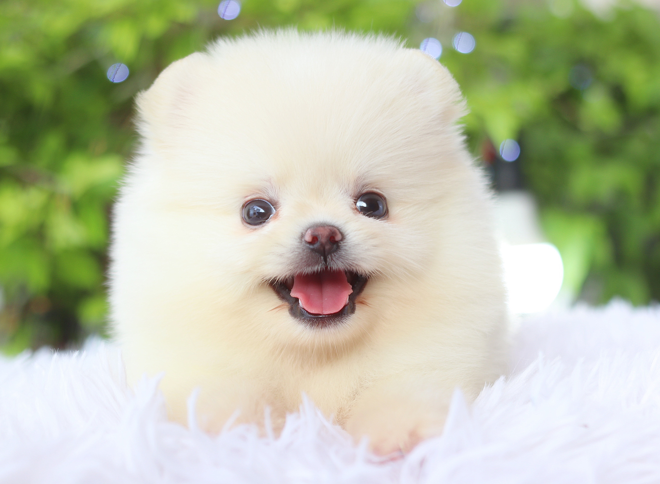 ปอมเมอเรเนียน เพศเมียสีขาวครีม เกรดโชว์